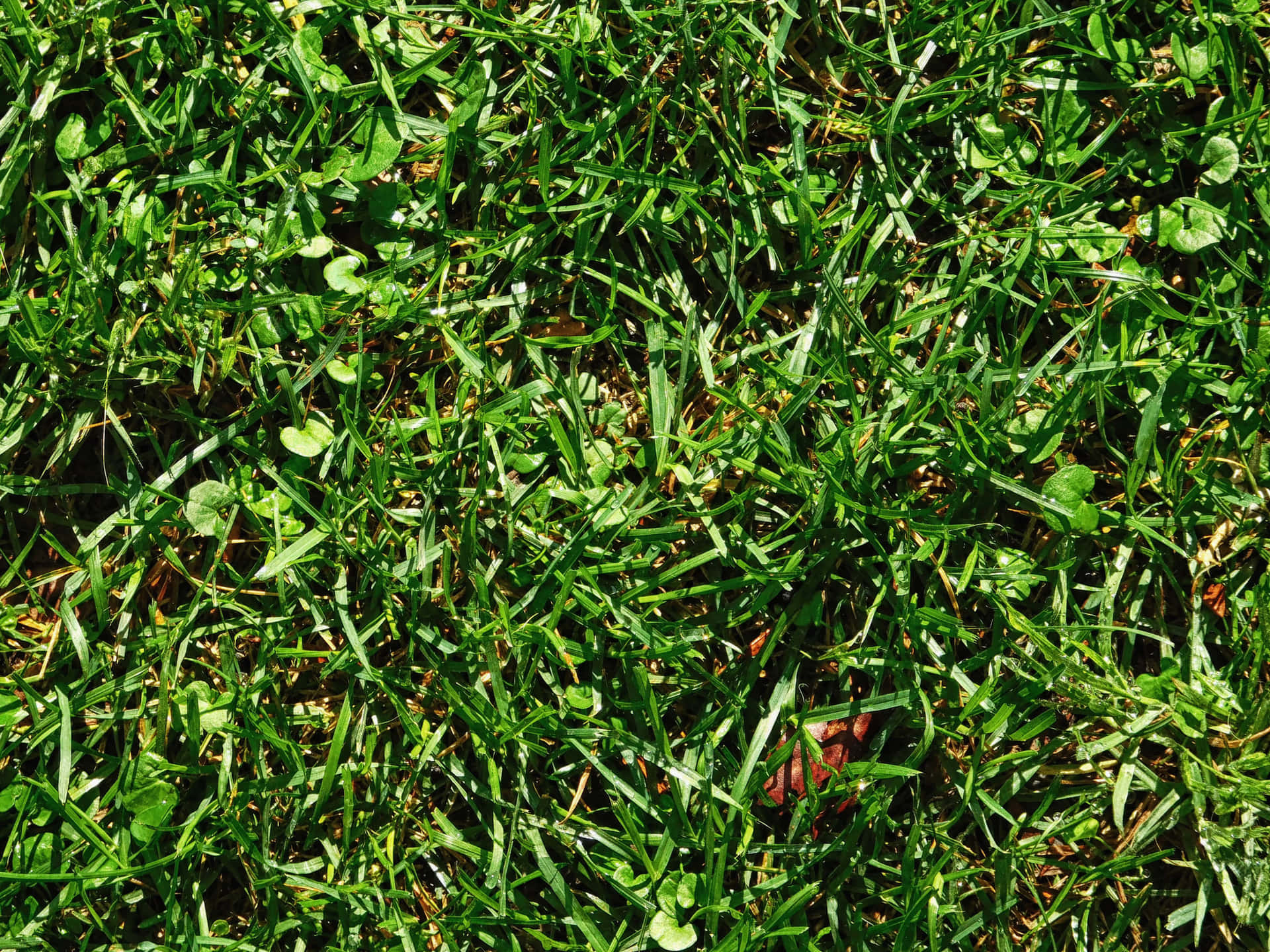 Lawn 壁紙 — 陽光照射下的特寫，呈現充滿活力的綠色草葉，混合著三葉草和散落的棕色樹葉。