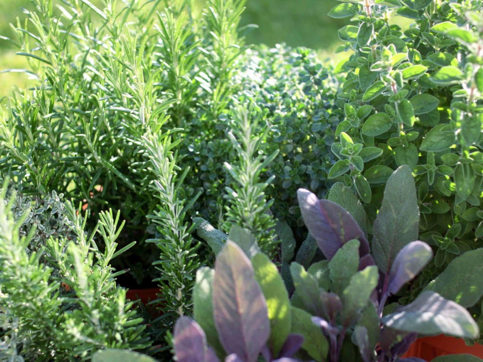 Herb Garden 桌布 壁紙 — 陽光照射下的特寫，展示充滿活力的綠色迷迭香、百里香和紫色鼠尾草香草，種植在赤陶盆中。