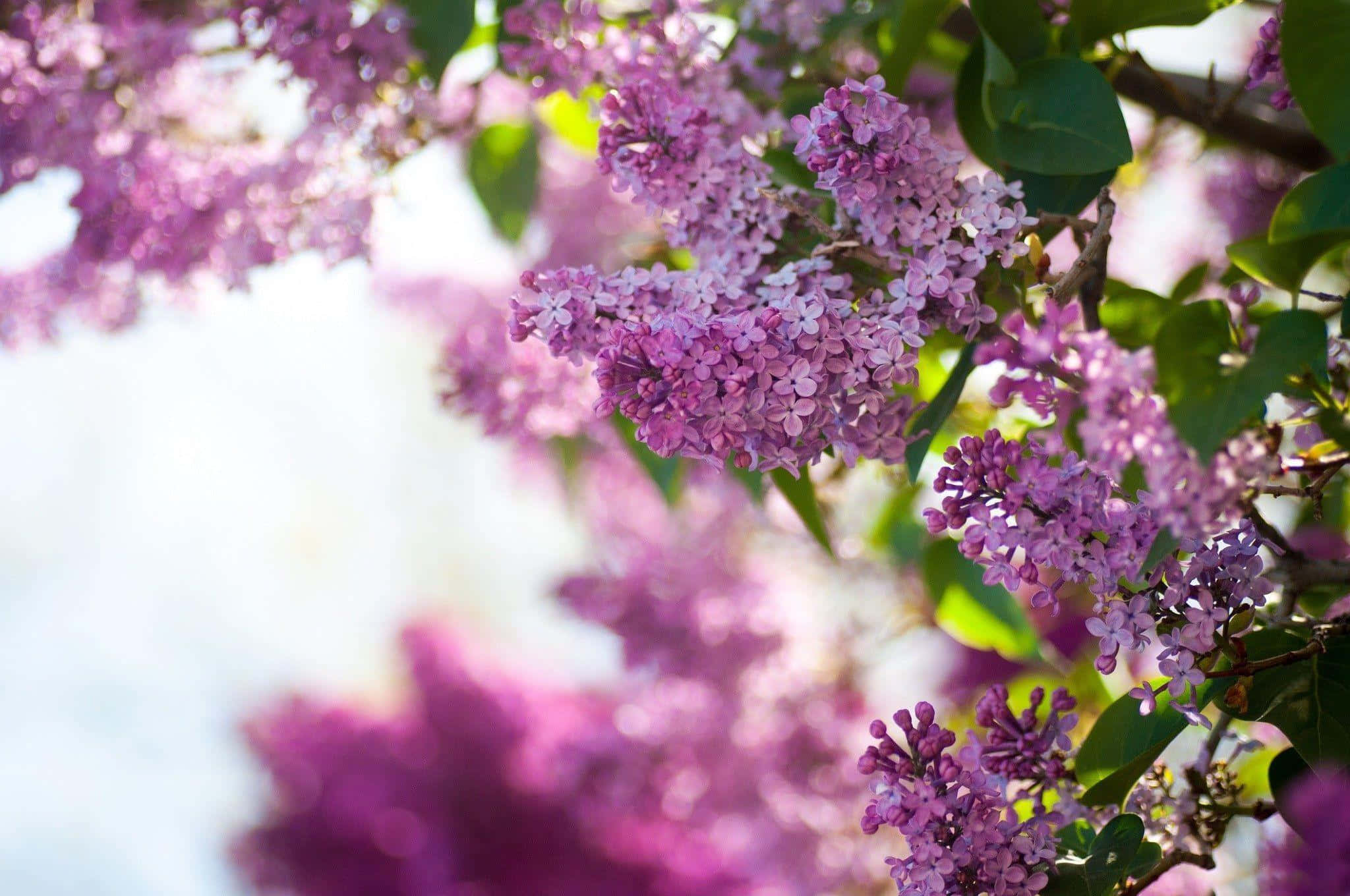 Lilac Color 桌布 壁紙 — 陽光照射下的紫色丁香花簇擁在帶有柔軟綠葉的樹枝上，背景明亮而模糊。