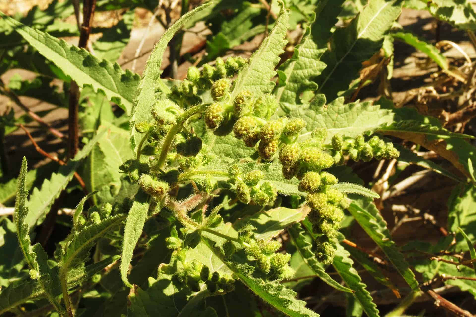 Plant 桌布 壁紙 — 陽光照射下的綠色植物，帶有鋸齒狀葉片和絨毛狀花蕾簇，在自然戶外環境中生長。