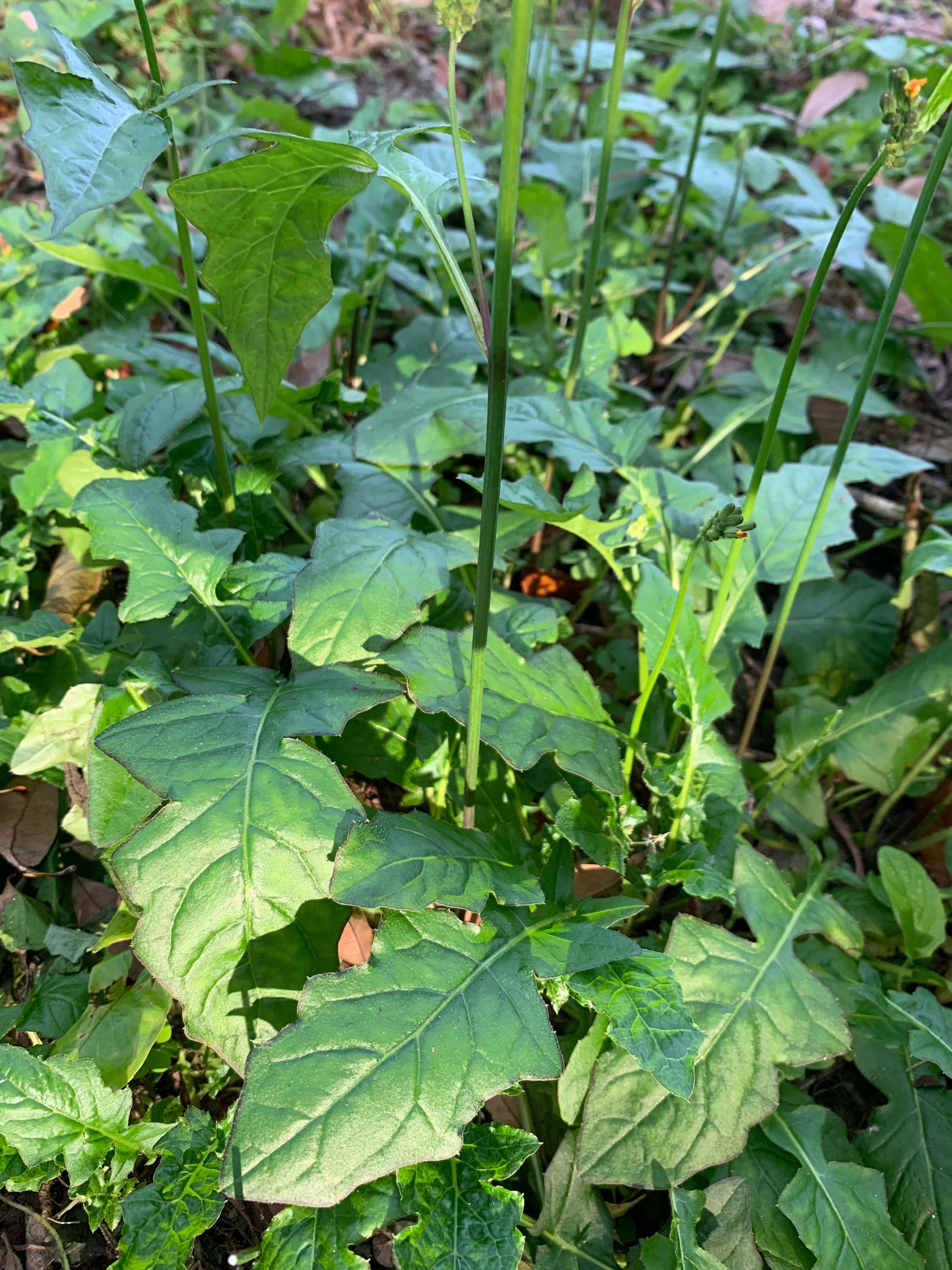 Wild Lettuce 桌布 壁紙 — 陽光照射下的綠色生菜植物，葉片呈鋸齒狀，莖部纖細，在天然花園床中密集生長。