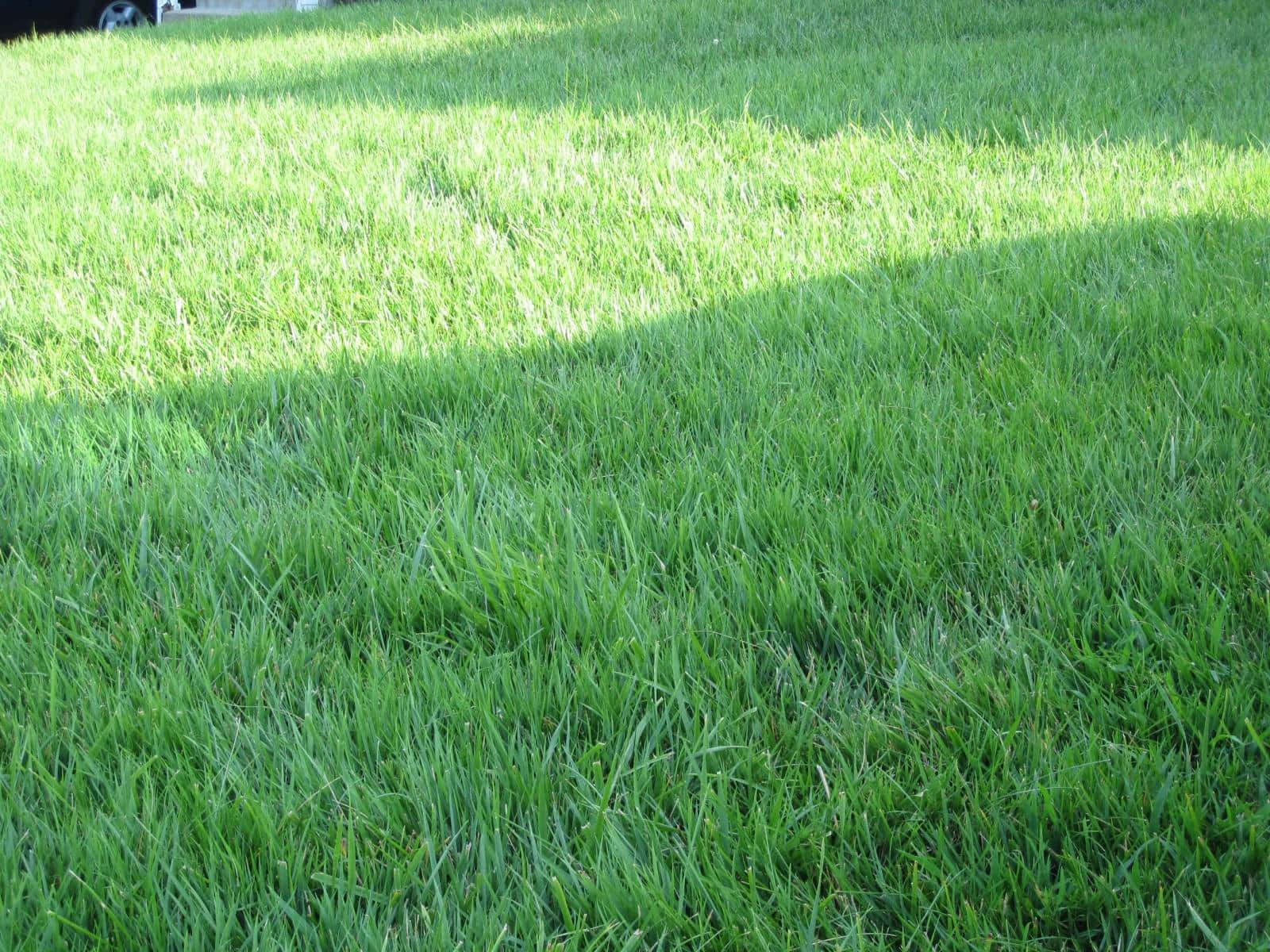 Grass 桌布 壁紙 — 陽光照射下的綠色草地，頭頂樹木投下斑駁的陰影，營造出寧靜的戶外場景。