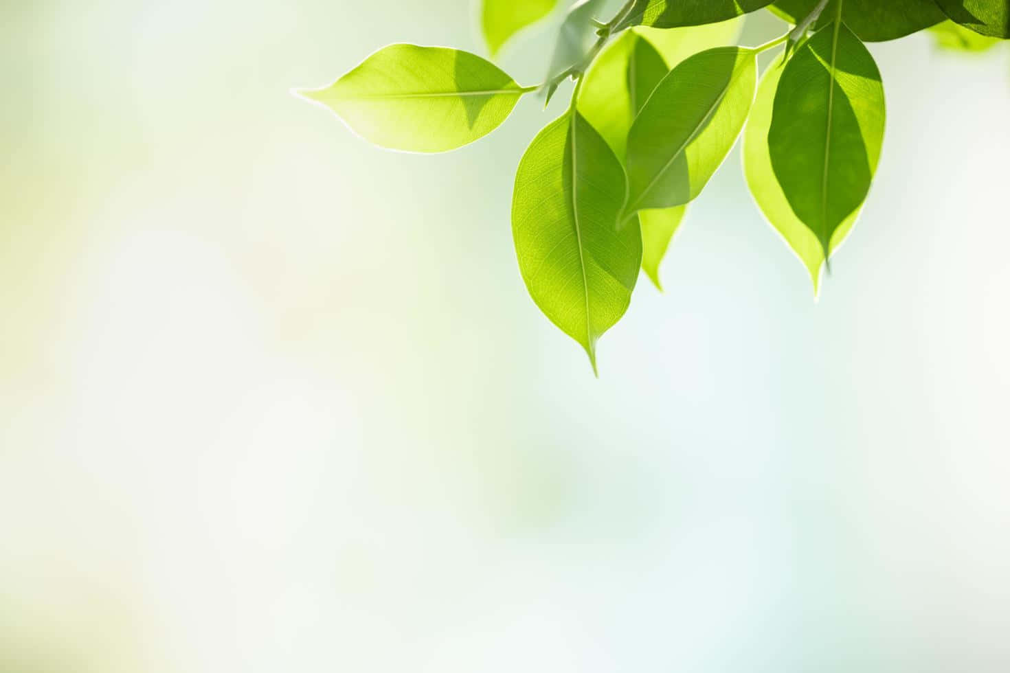 Greenery 桌布 壁紙 — 陽光照射下的綠葉輕輕垂掛在溫暖光線的柔和模糊背景上。