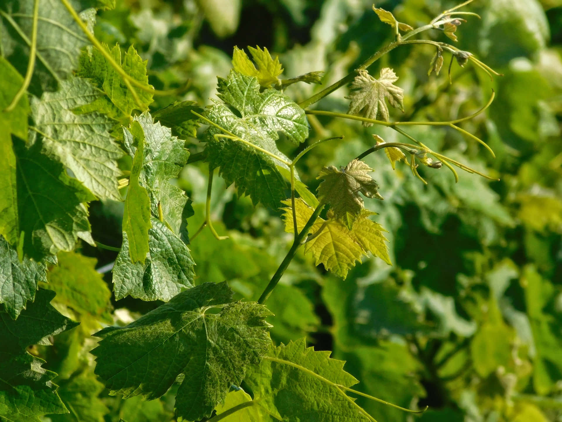 Vine leaves 壁紙 — 陽光照射下的葡萄葉，邊緣呈鋸齒狀，帶有纖細的卷鬚，在柔和模糊的背景襯托下，閃耀著鮮豔的綠色。