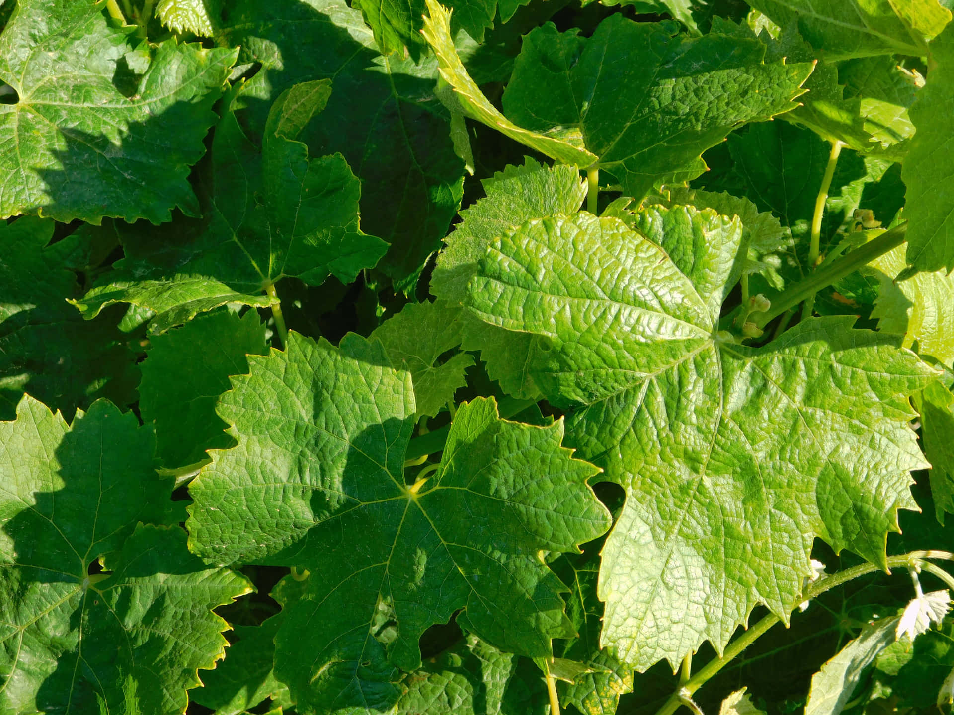 Vine leaves 壁紙 — 陽光照射下的葡萄葉，邊緣呈鋸齒狀，葉脈清晰可見，形成茂密的綠色樹冠。