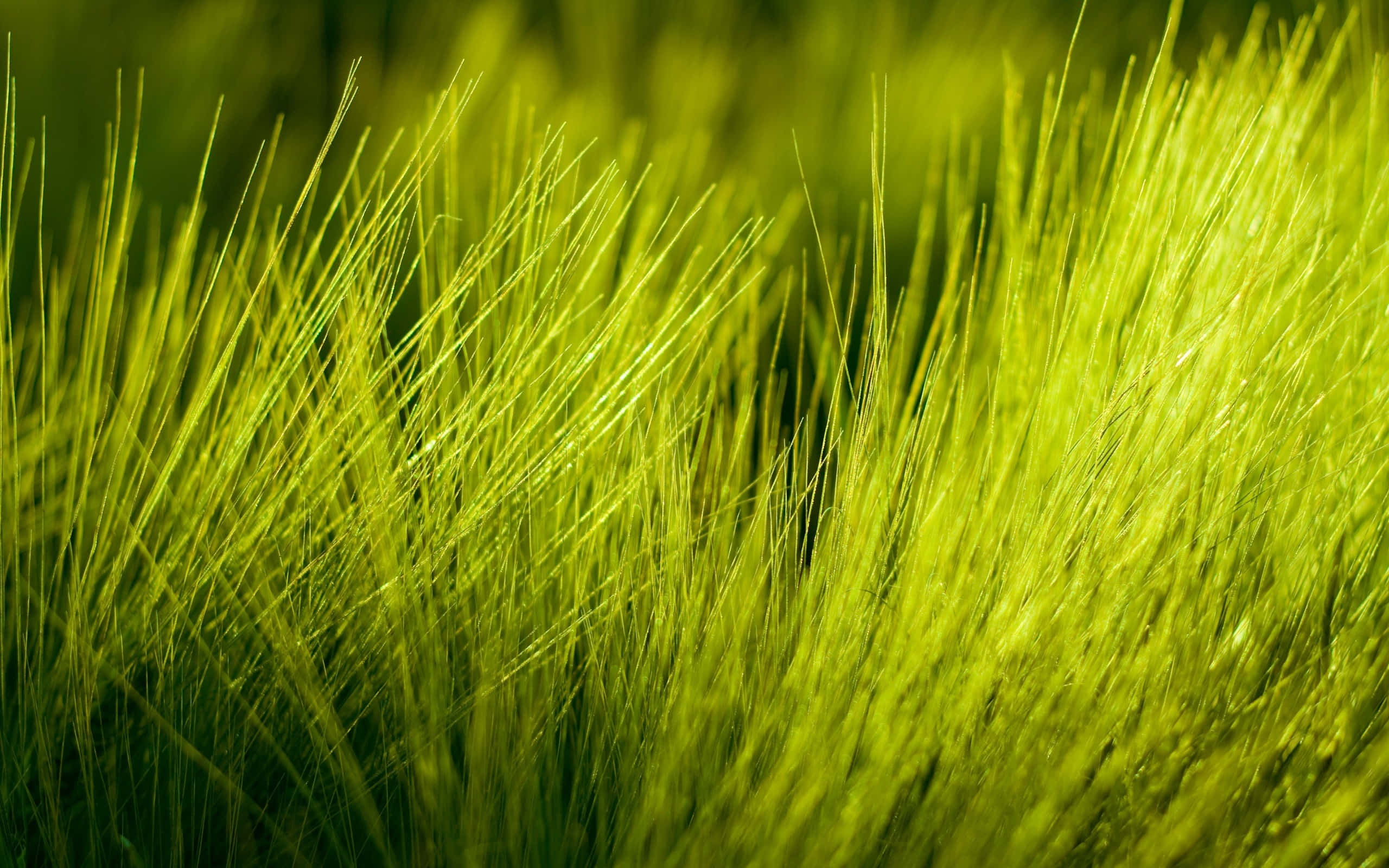 Grass 桌布 壁紙 — 陽光照射下的鮮綠色草葉，在柔和模糊的背景下閃爍著金色亮點。