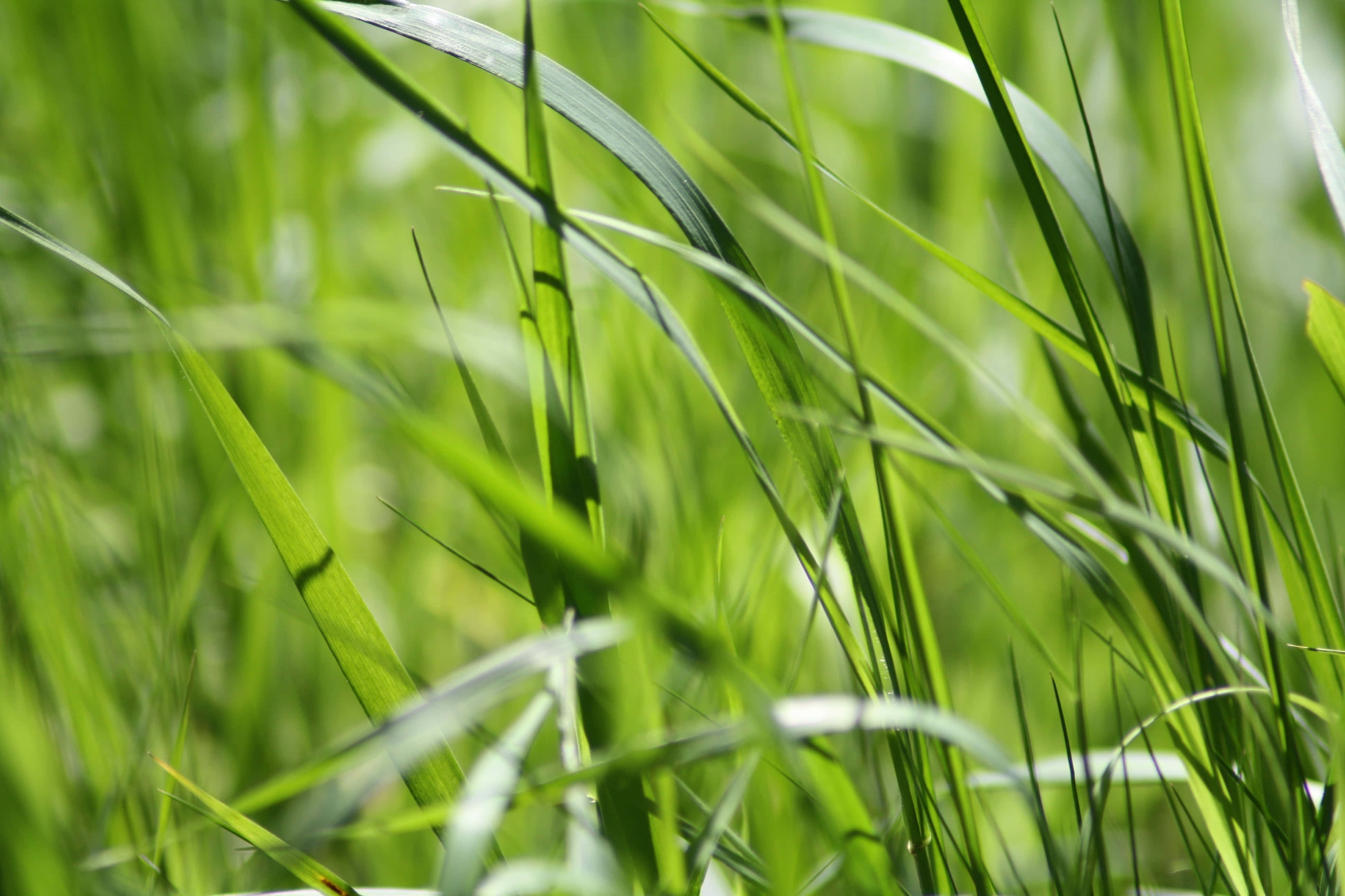 Green Grass 桌布 壁紙 — 陽光照射下的鮮綠色草葉在淺景深中輕輕搖曳。