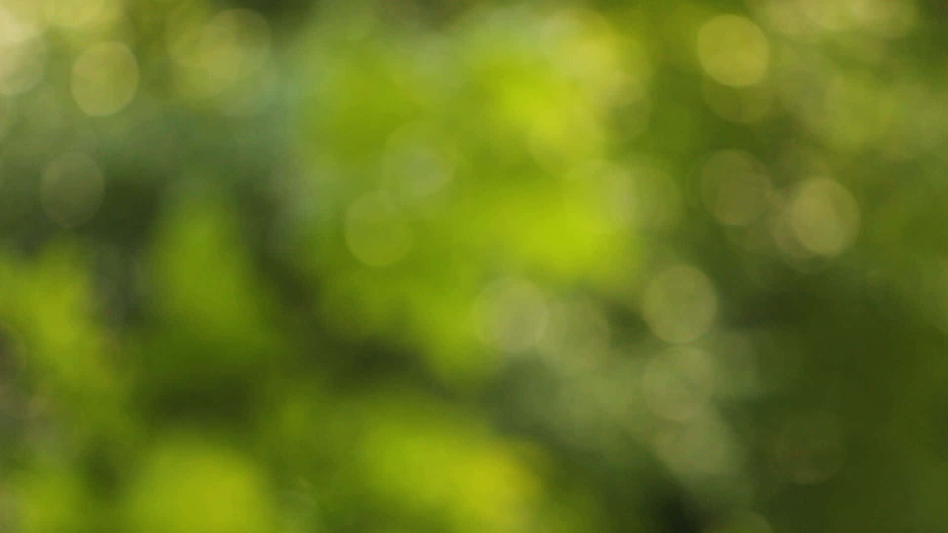 背景 桌布 壁紙 — 陽光照射下綠色樹葉的柔和散景，營造出夢幻般的自然背景，帶有發光的圓形高光。