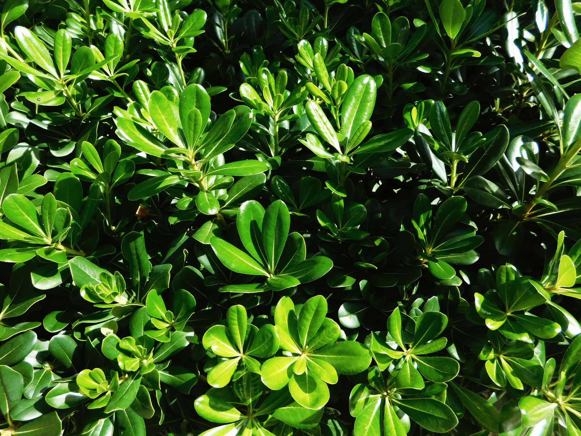 Plant leaves 壁紙 — 陽光照射下茂密的樹葉，光澤的綠葉帶有銳利的陰影，營造出充滿活力的自然紋理。