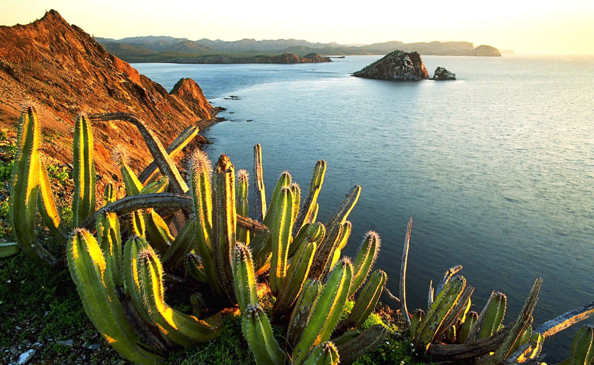 Cactus 桌布 壁紙 — 陽光照射的仙人掌叢簇擁著寧靜的海岸灣，遠方岩石島嶼在金色光線下。