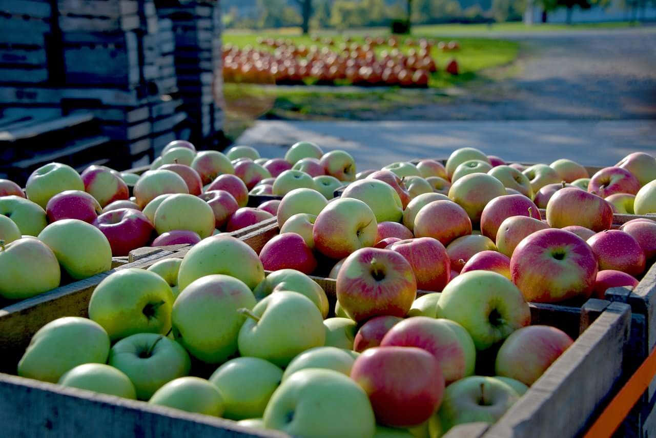 Fall Apples 桌布 壁紙 — 陽光照射的木箱裡裝滿了新鮮的綠色和紅色蘋果，背景是清爽的秋季果園。