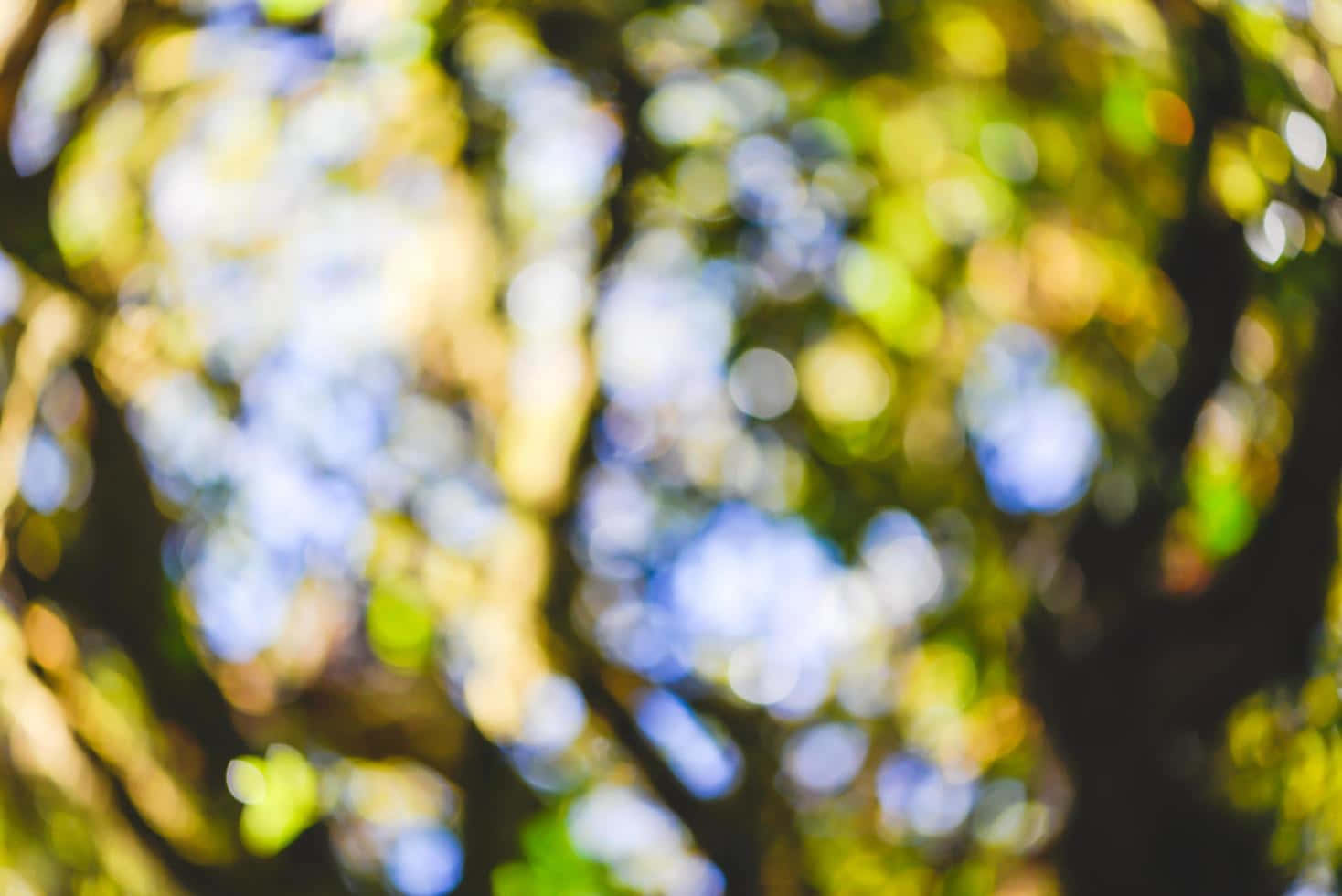 Dslr Blur 桌布 壁紙 — 陽光照射的樹葉和樹枝的散景效果，營造出帶有金色、綠色和藍色色調的夢幻抽象背景。