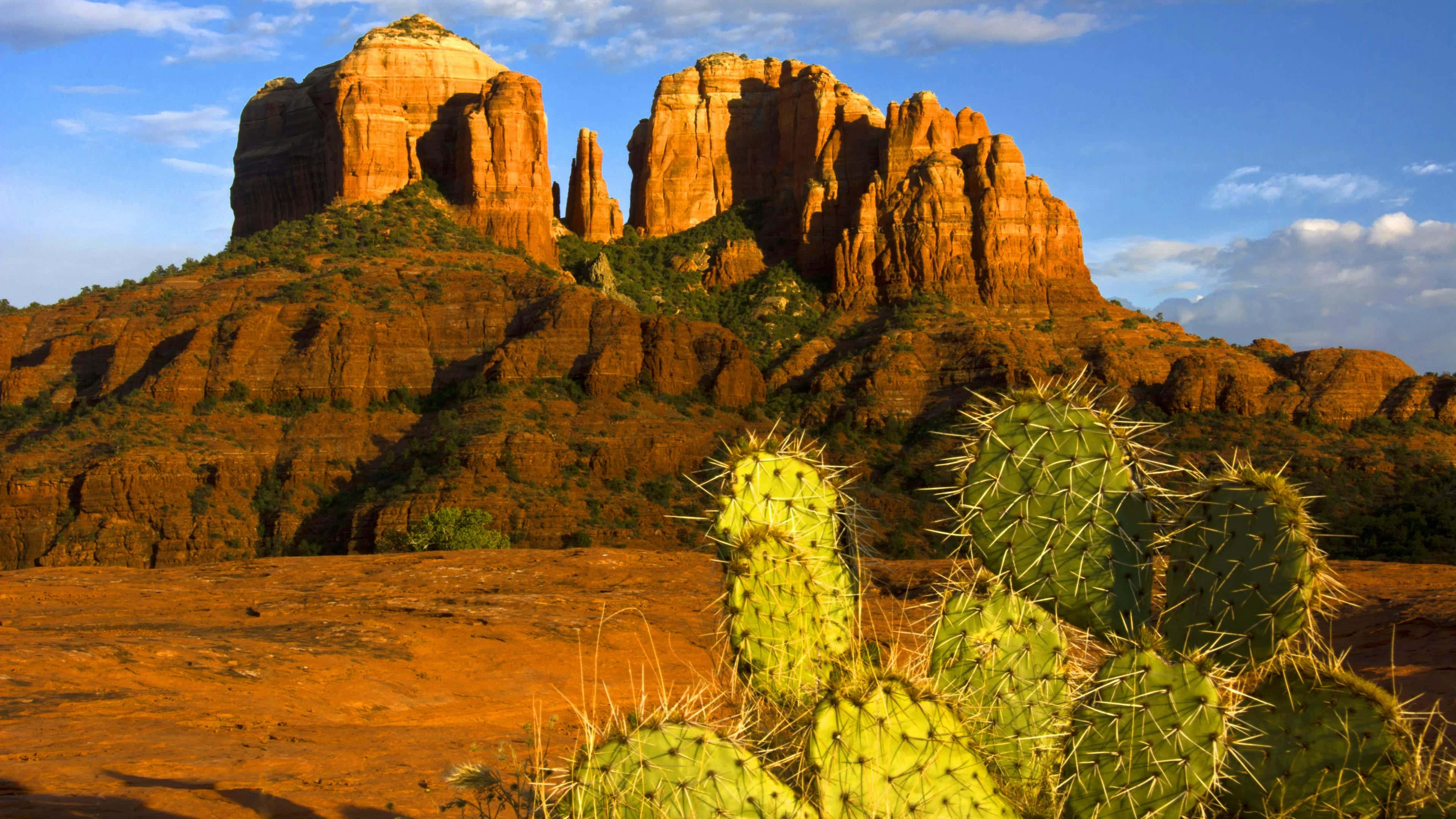 Cactus 桌布 壁紙 — 陽光照射的紅色岩層在沙漠景觀中雄偉地聳立在充滿活力的綠色仙人掌後面。
