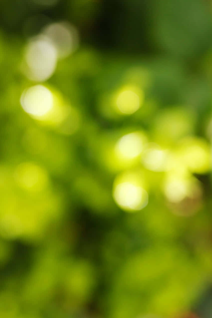 背景 桌布 壁紙 — 陽光照射的綠葉營造出柔和散景，形成夢幻自然背景，帶有發光的圓形高光。