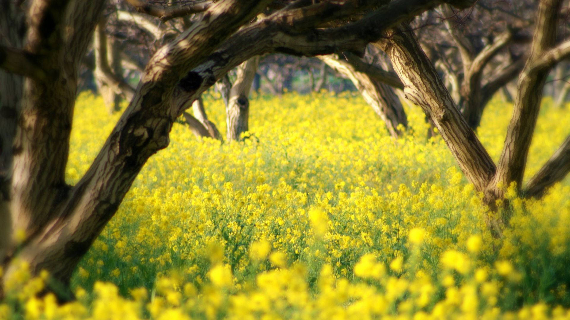 Yellow Flowers 桌布 壁紙 — 陽光照耀下，一片鮮黃色的花田在由扭曲樹幹形成的天然拱門下延伸開去。