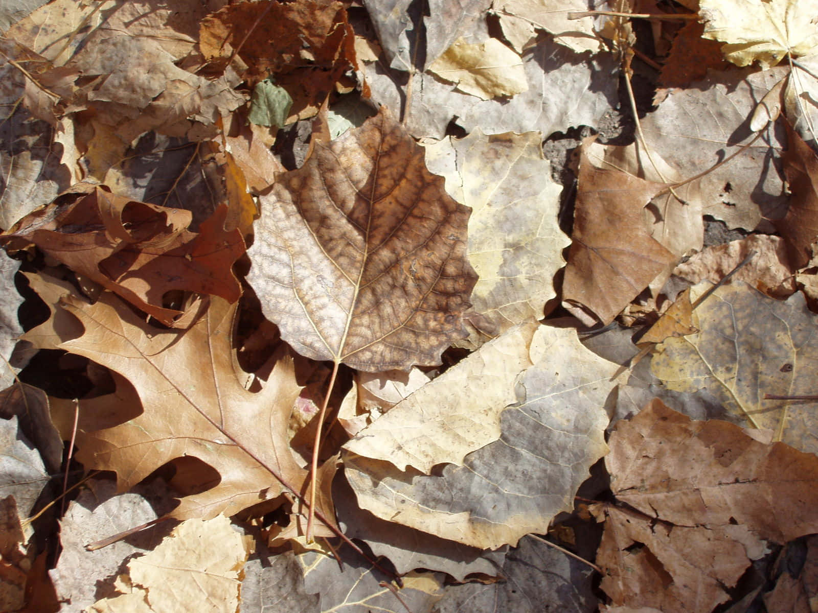 Brown Autumn 桌布 壁紙 — 陽光照耀下的秋葉，呈現豐富的棕色和金色，形成有紋理的森林地面圖案。