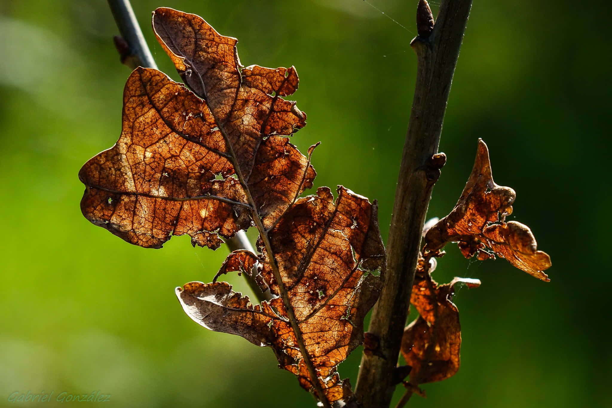 Brown Leaves 桌布 壁紙 — 陽光照耀的乾燥橡樹葉依附在樹枝上，背景是柔和的綠色模糊效果。
