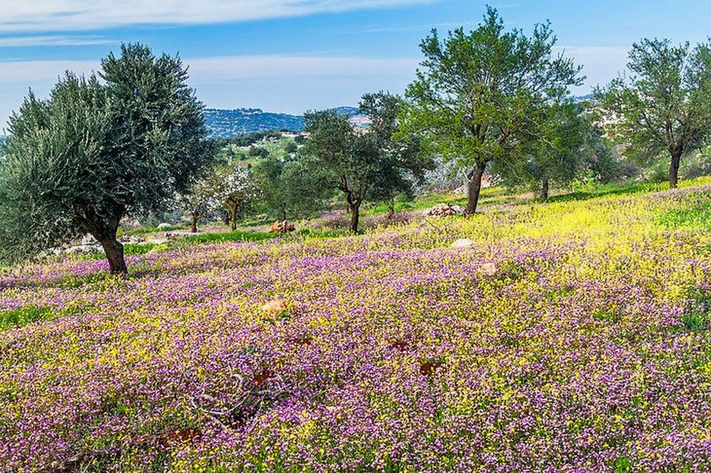 Jordan 桌布 壁紙 — 陽光照耀的山坡上，覆蓋著充滿活力的紫色和黃色野花，散落著橄欖樹，天空湛藍清澈。