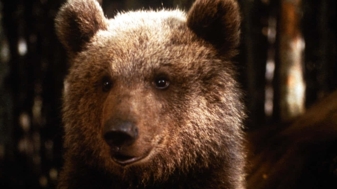 Brown Bears 桌布 壁紙 — 陽光照耀的森林中，棕熊專注眼神的特寫，背景是模糊的樹幹。