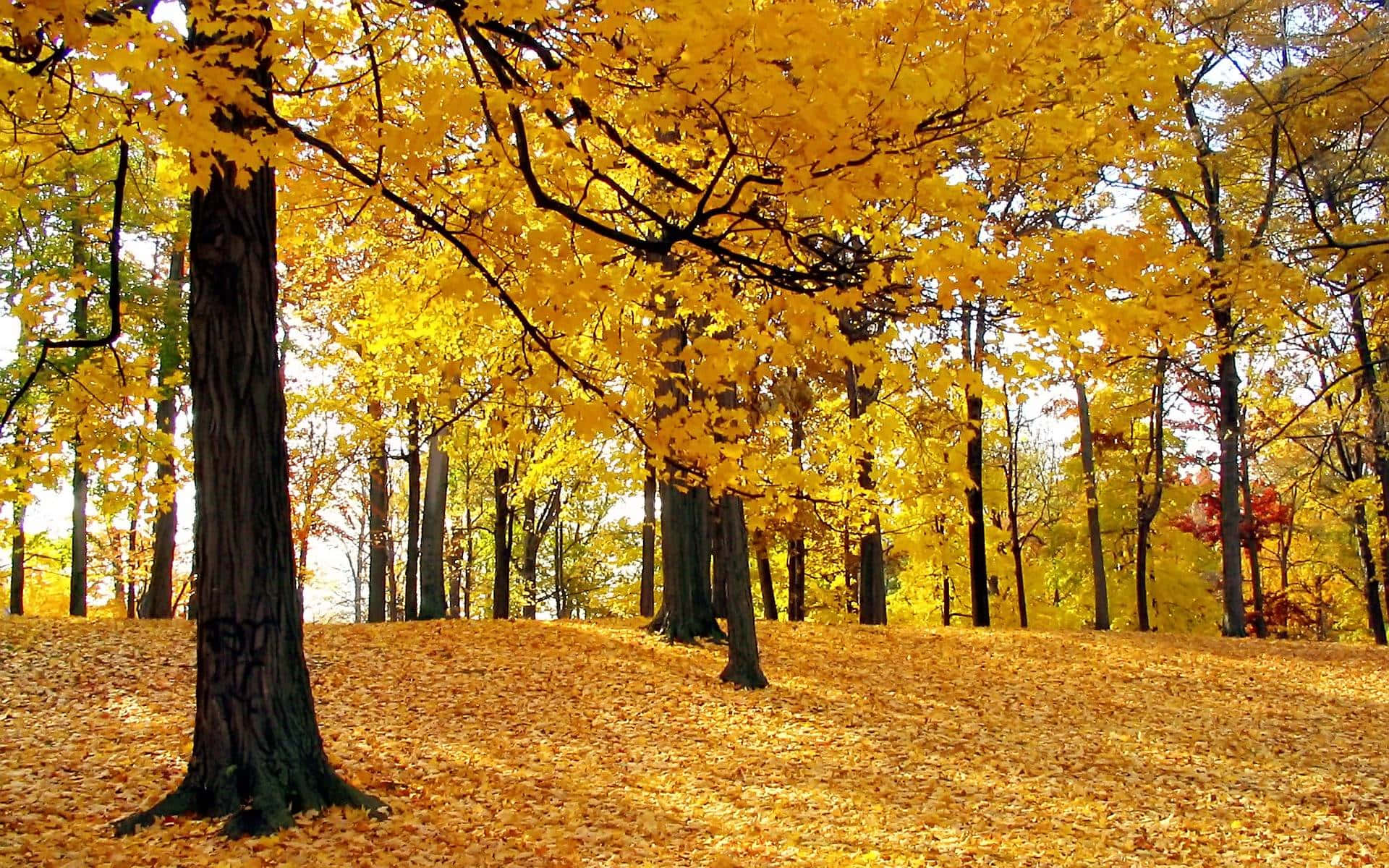 Fall Nature 桌布 壁紙 — 陽光照耀的森林地面，鋪滿金黃色的秋葉，高聳的樹木上掛著鮮豔的黃色樹葉。