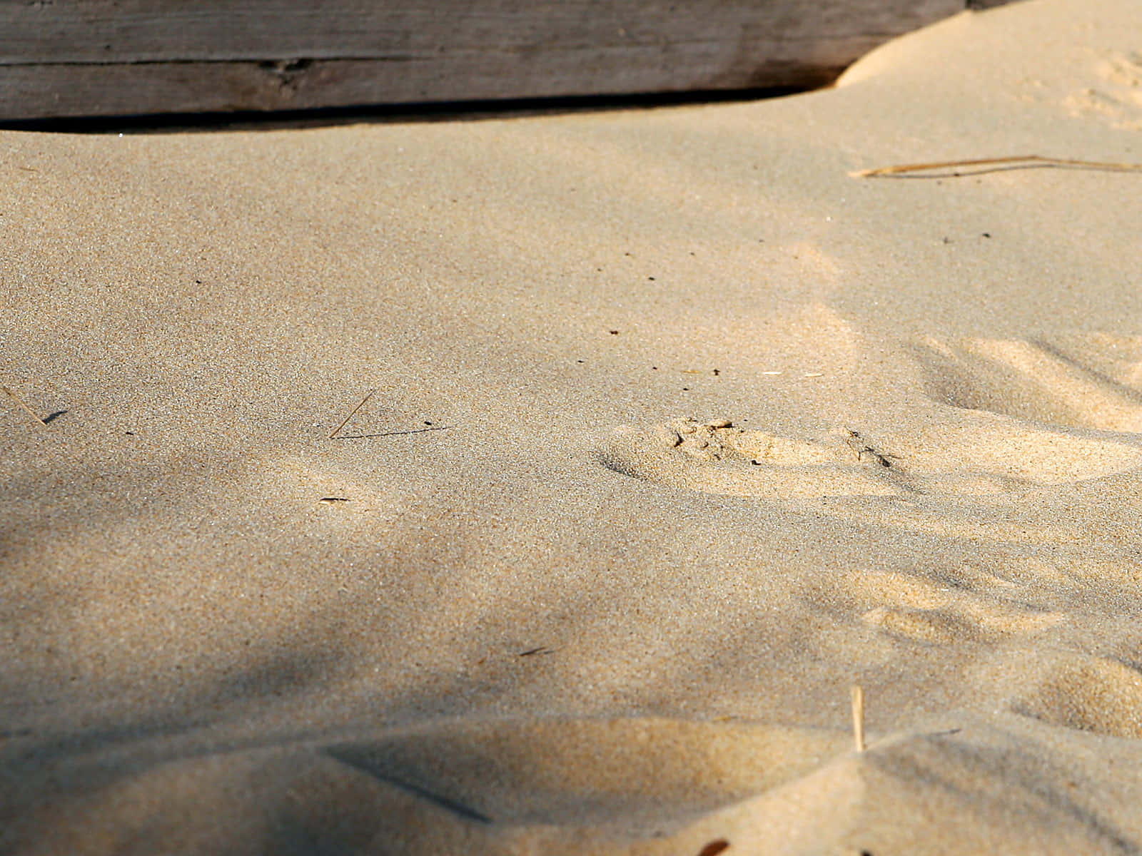 Beach Sand 桌布 壁紙 — 陽光照耀的沙丘在溫暖光線下起伏，散落的樹枝和一塊木板投下柔和陰影。