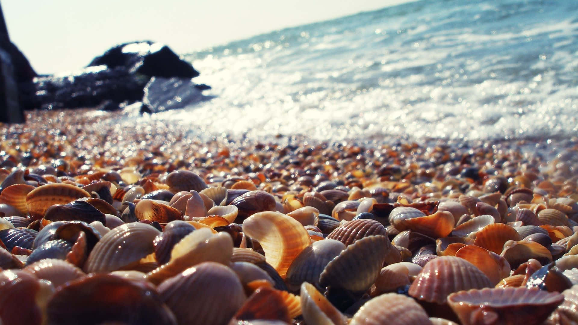 Seashell 桌布 壁紙 — 陽光照耀的海灘上覆蓋著無數貝殼，溫柔的海浪在黑色岩石後翻滾。
