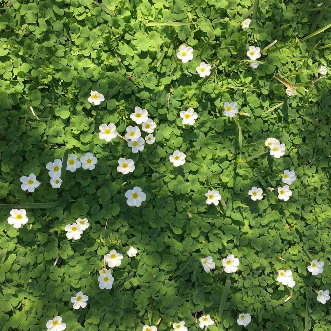 White Flower 桌布 壁紙 — 陽光照耀的田野，充滿活力的綠色三葉草葉片點綴著帶有黃色中心的精緻白色花朵。