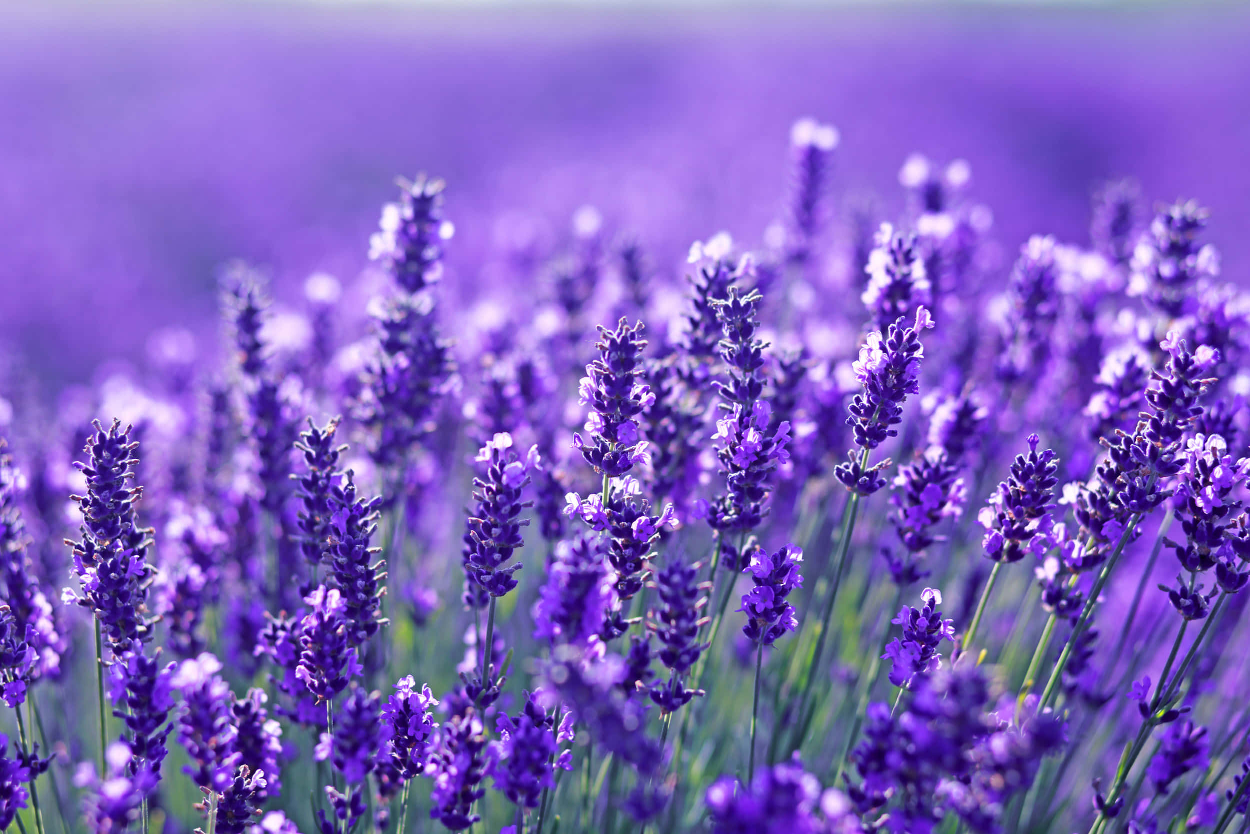 Lavender 桌布 壁紙 — 陽光照耀的田野，鮮豔的紫色薰衣草花朵在柔焦中輕輕搖曳。