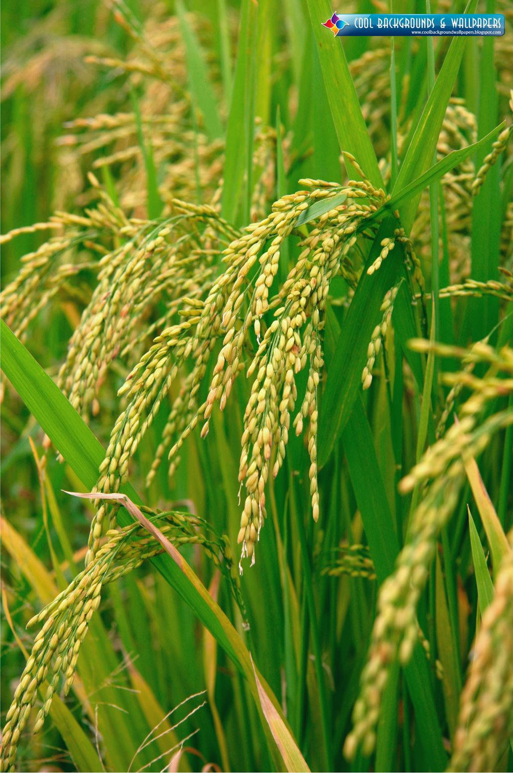 Agriculture 桌布 壁紙 — 陽光照耀的田野中，金黃稻穗在翠綠稻稈間搖曳的特寫。