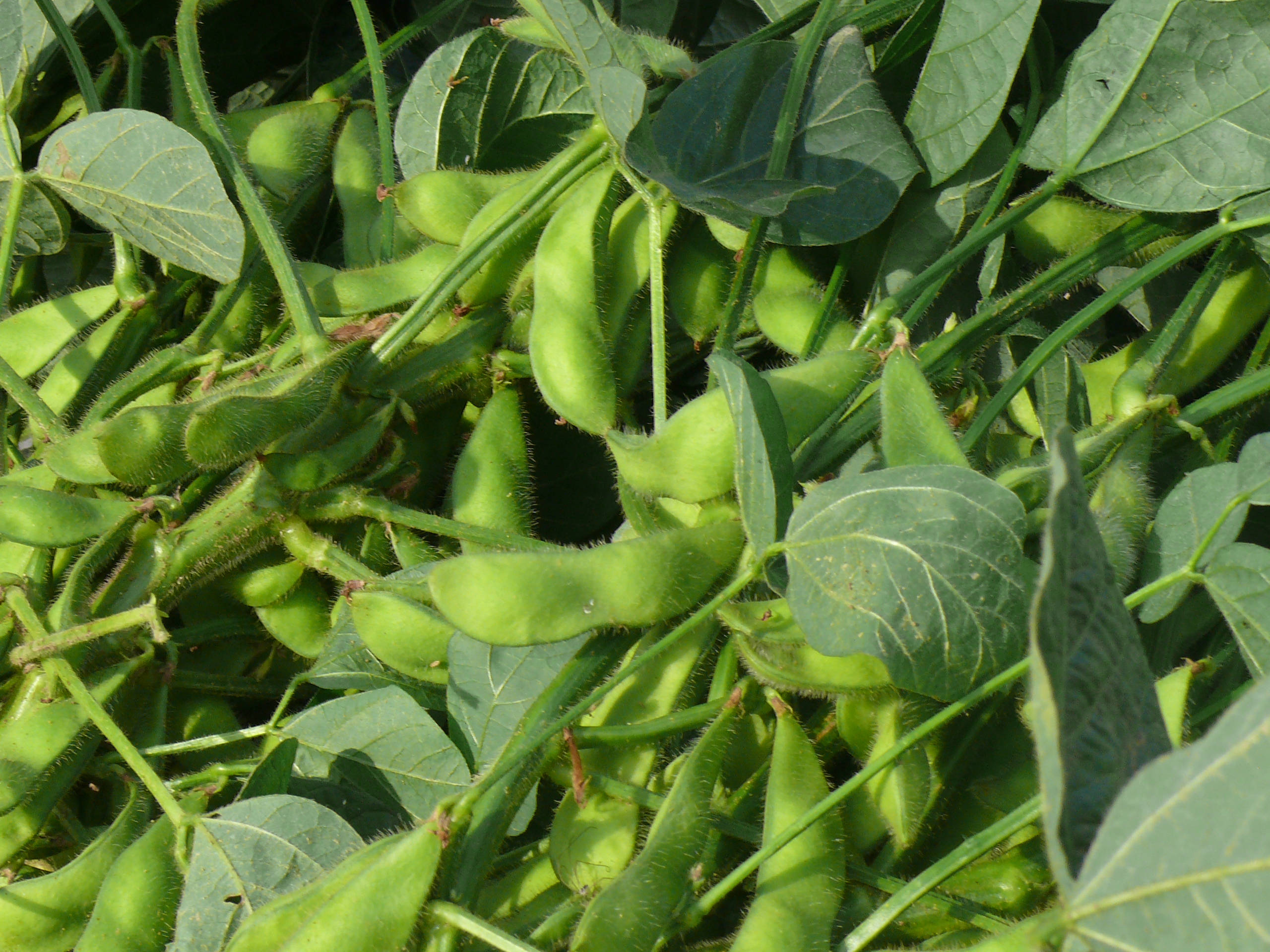 beans 桌布 壁紙 — 陽光照耀的田野中，鮮綠色大豆莢依偎在茂密葉片間的近距離特寫。