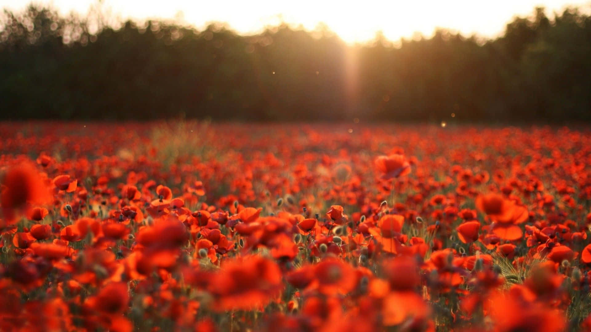 Poppy 桌布 壁紙 — 陽光照耀的田野裡，鮮紅的罌粟花輕輕搖曳，金色光線穿過背景的樹木灑落。