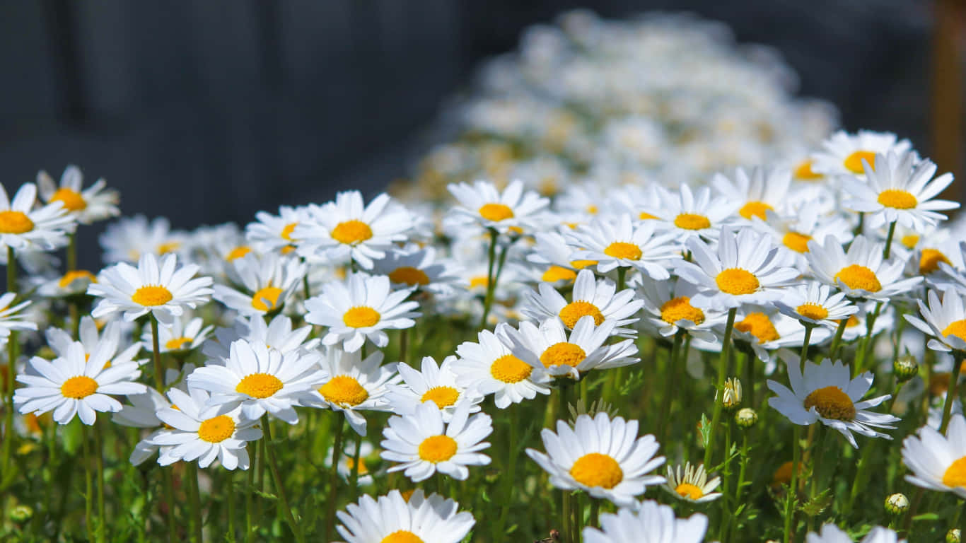 1366x768 Daisies 桌布 壁紙 — 陽光照耀的白色雛菊田，明亮的黃色花心在柔焦中輕輕搖曳。
