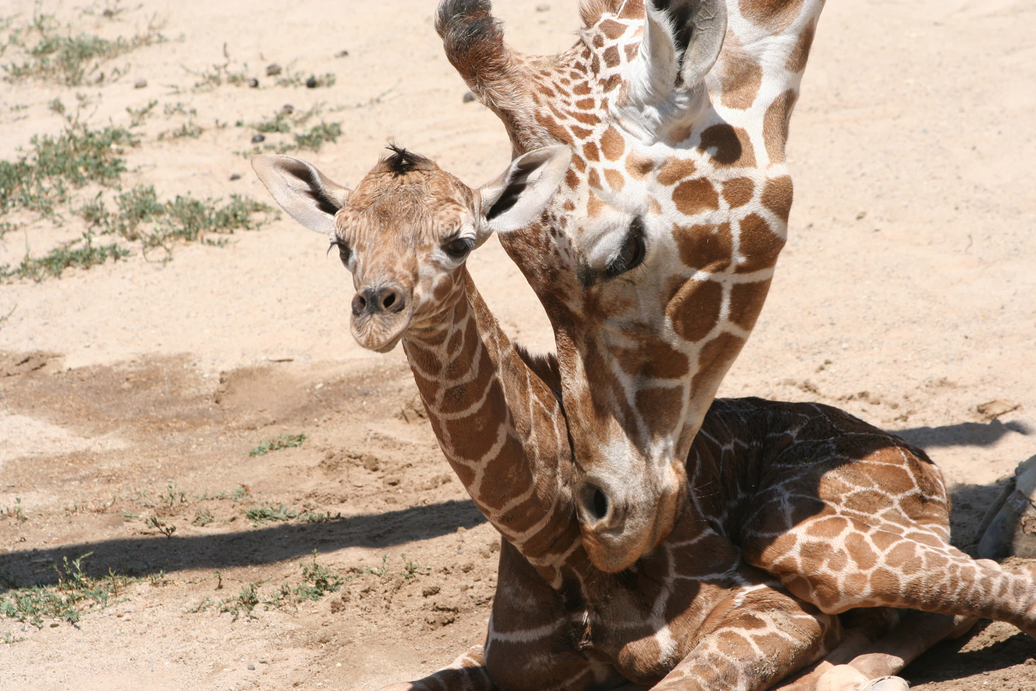 Baby Giraffe 桌布 壁紙 — 陽光照耀的稀樹草原上，有稀疏的綠色植物，長頸鹿媽媽用鼻子輕蹭牠的寶寶，展現溫柔一刻。