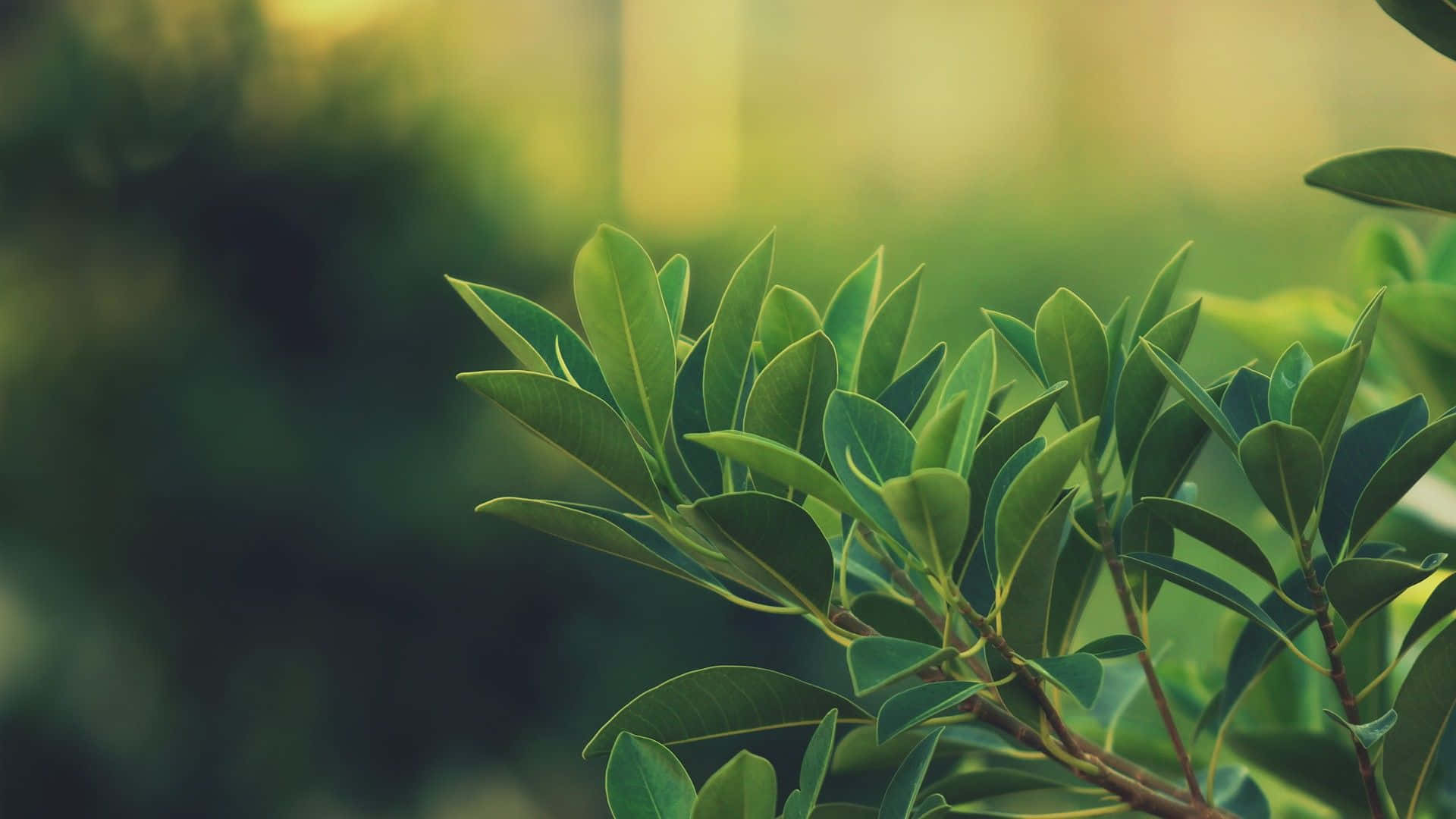 Plant Aesthetic 桌布 壁紙 — 陽光照耀的綠葉在柔和模糊的森林背景下閃爍著露珠。