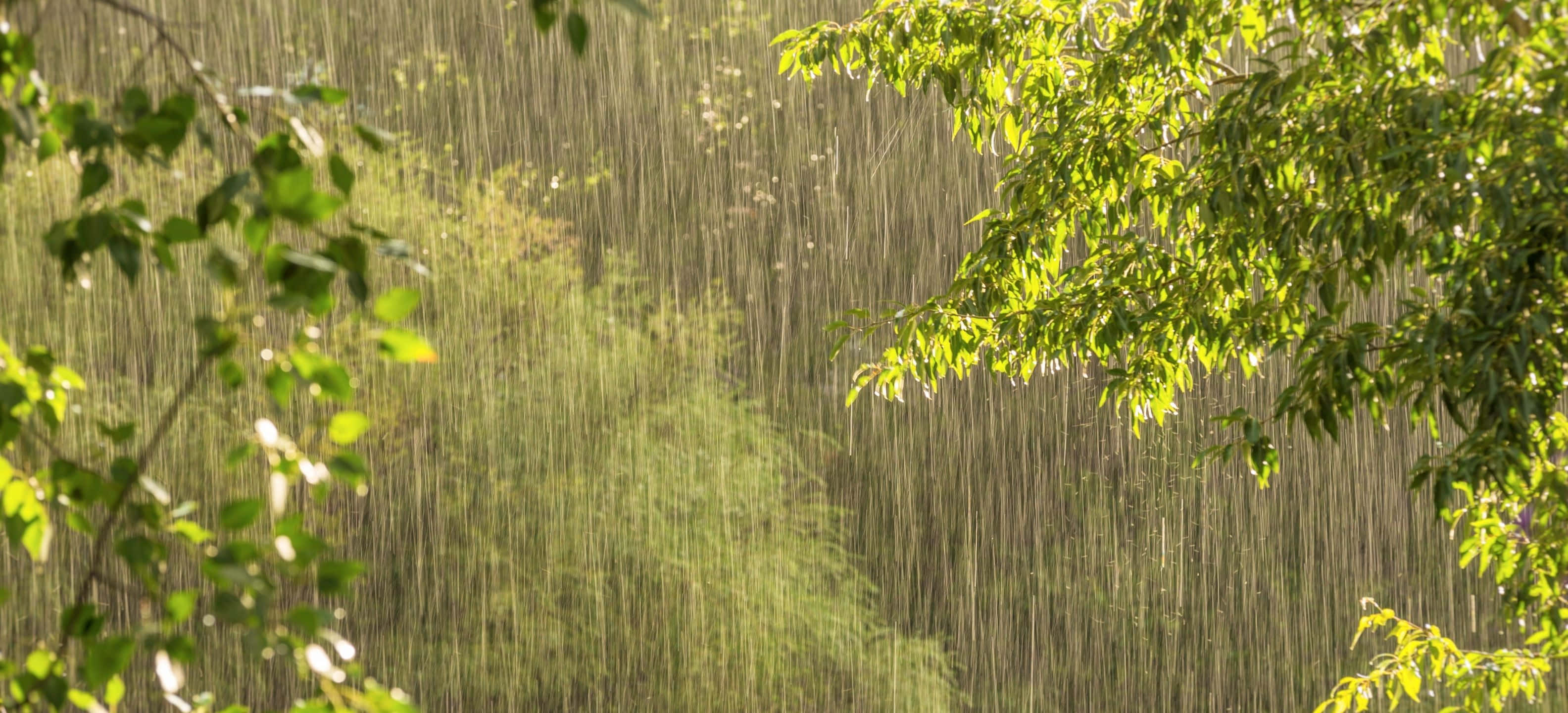 3168x1440 桌布 壁紙 — 陽光照耀的雨水穿過充滿活力的綠色樹枝，營造出寧靜的自然窗簾效果。