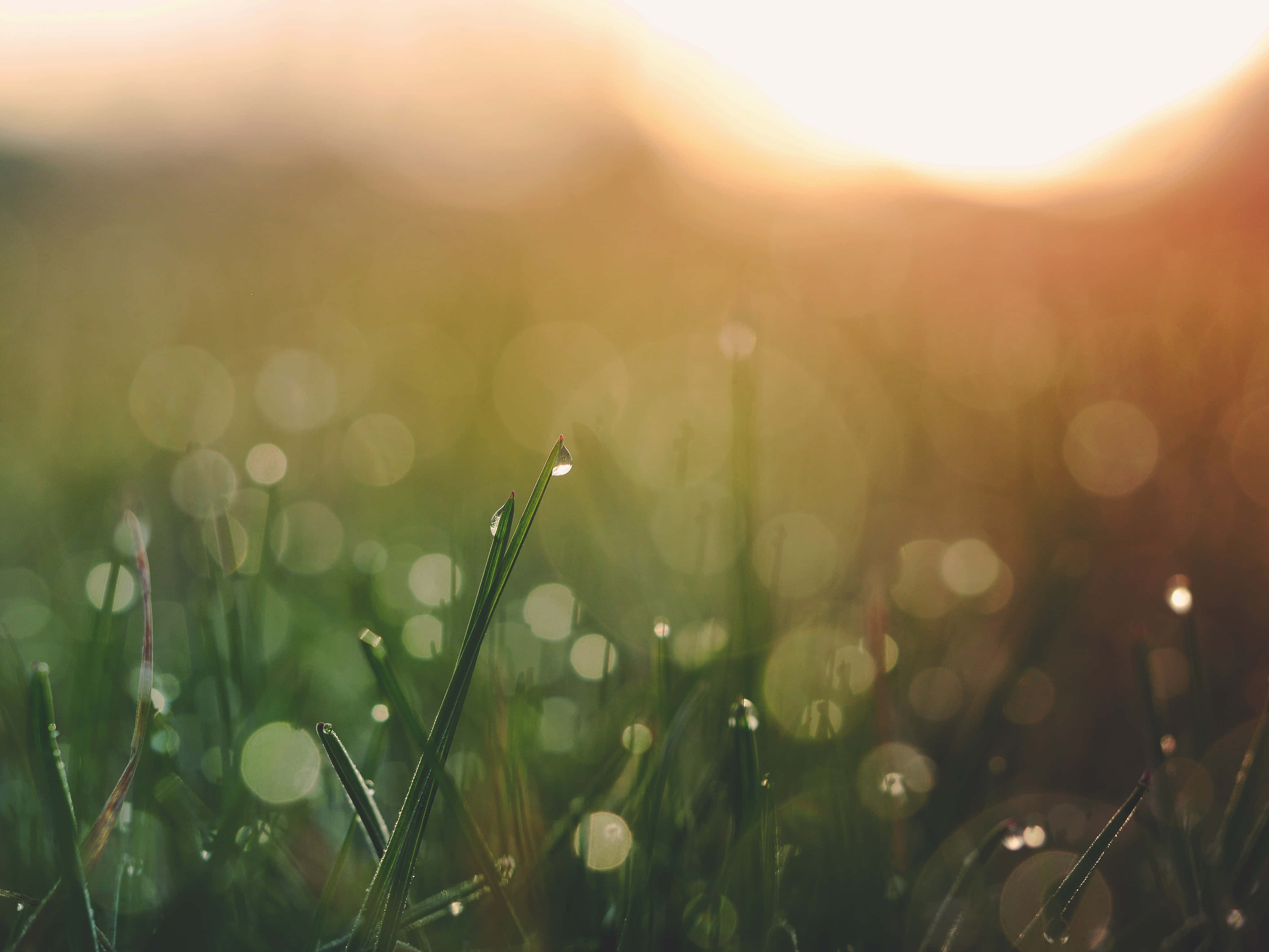 Calming 桌布 壁紙 — 陽光照耀著帶有露珠的草葉，背景呈現散景圓圈。