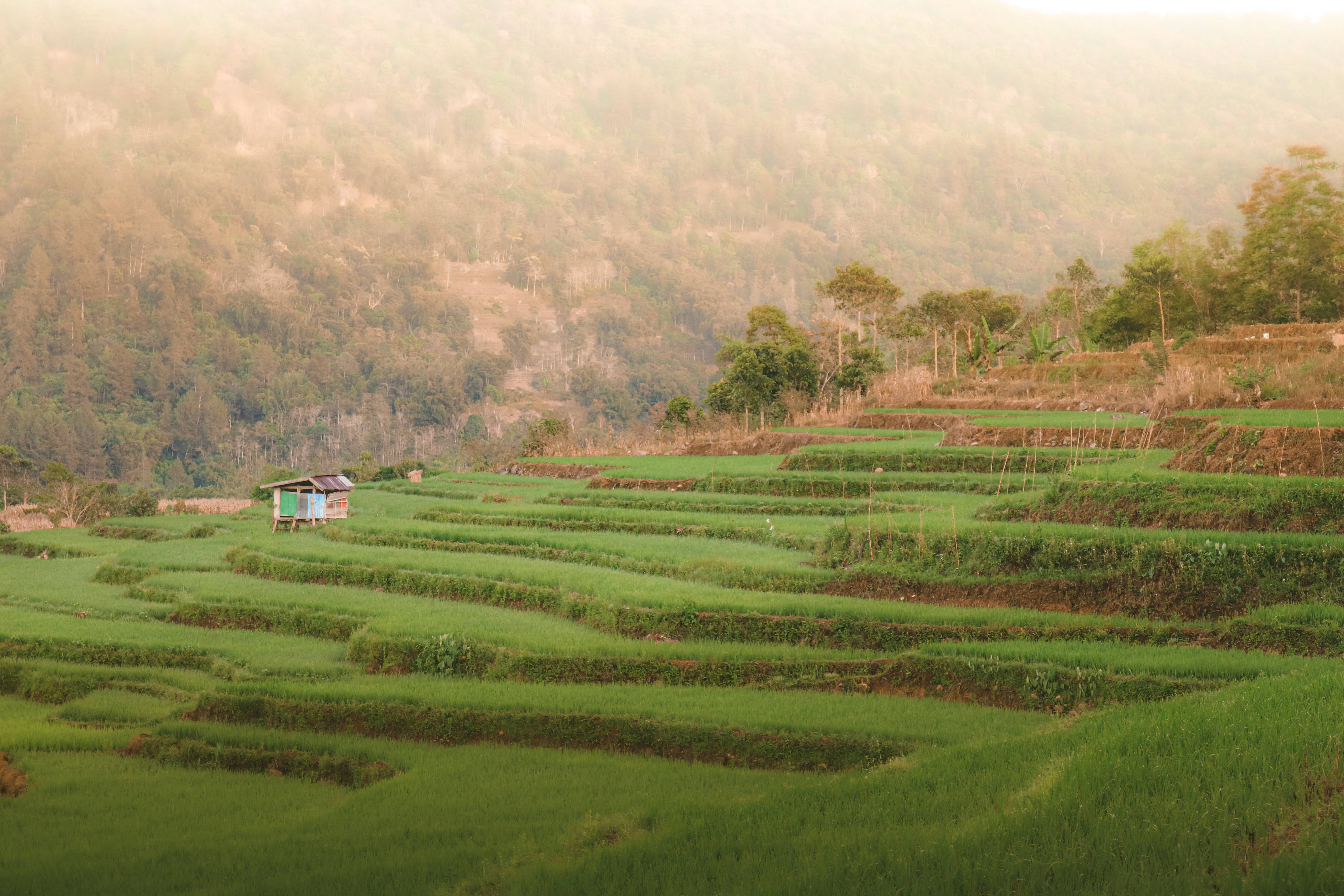pemandangan 桌布 壁紙 — 陽光照耀著鬱鬱蔥蔥的綠色梯田，蜿蜒而上，穿過煙霧繚繞的森林山脈，一座小屋 nestled 在曲線之間。