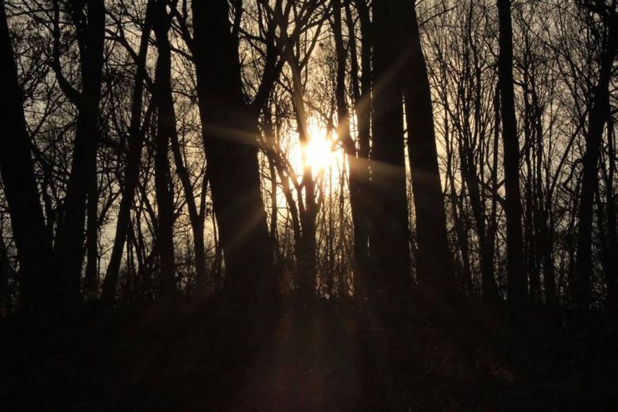 Dark Forest iPhone 桌布 壁紙 — 陽光穿透光禿的冬季樹木，在黑暗的森林地面上投射出戲劇性的金色光芒。