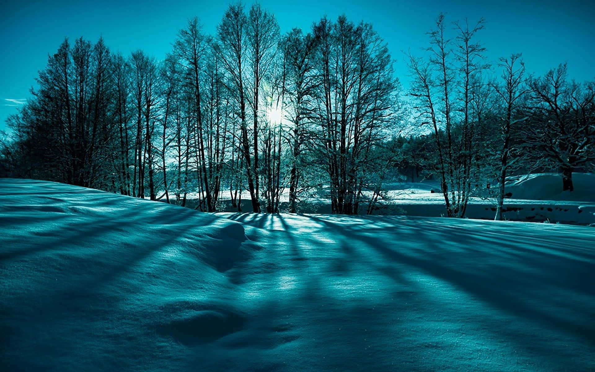 Winter Scenery Desktop 桌布 壁紙 — 陽光穿透冬日光禿的樹木，在深藍色天空下的雪地上投下長長的影子。