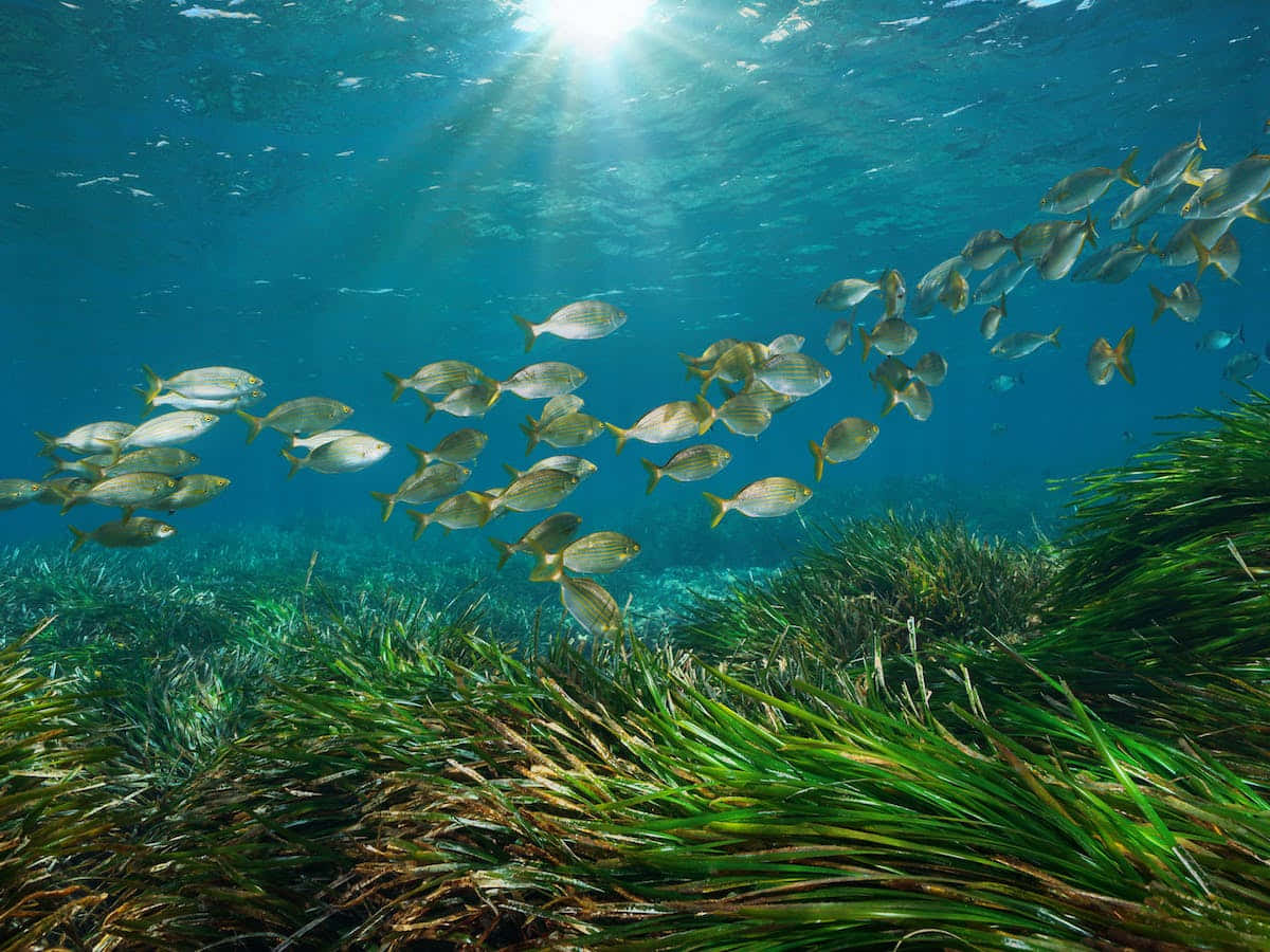 Underwater Ocean 桌布 壁紙 — 陽光穿透海面，照亮了在搖曳的綠色海草上方盤旋的銀色魚群。