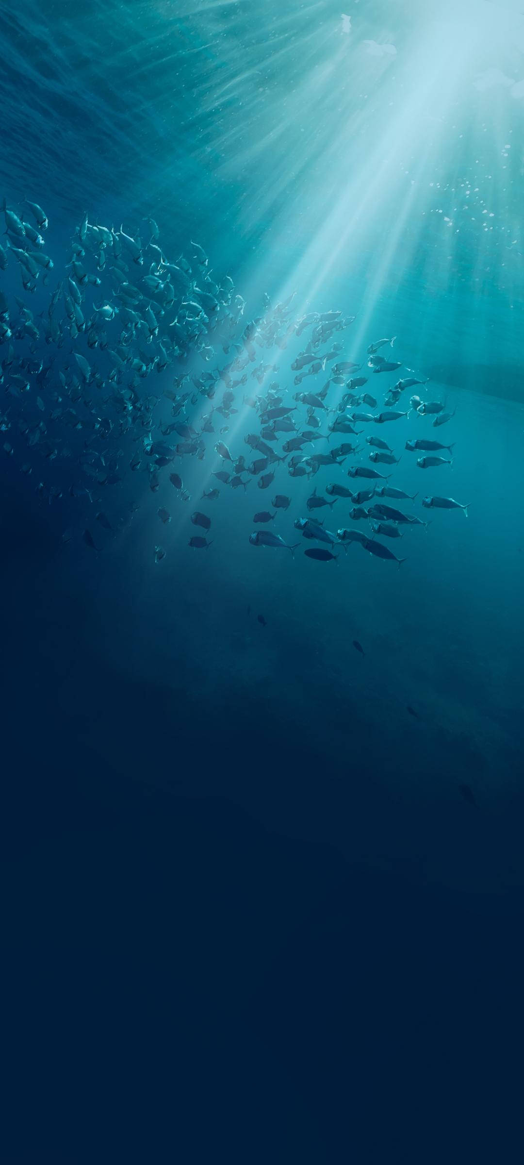 魚 桌布 壁紙 — 陽光穿透深藍色海洋，照亮近水面旋轉的魚群。