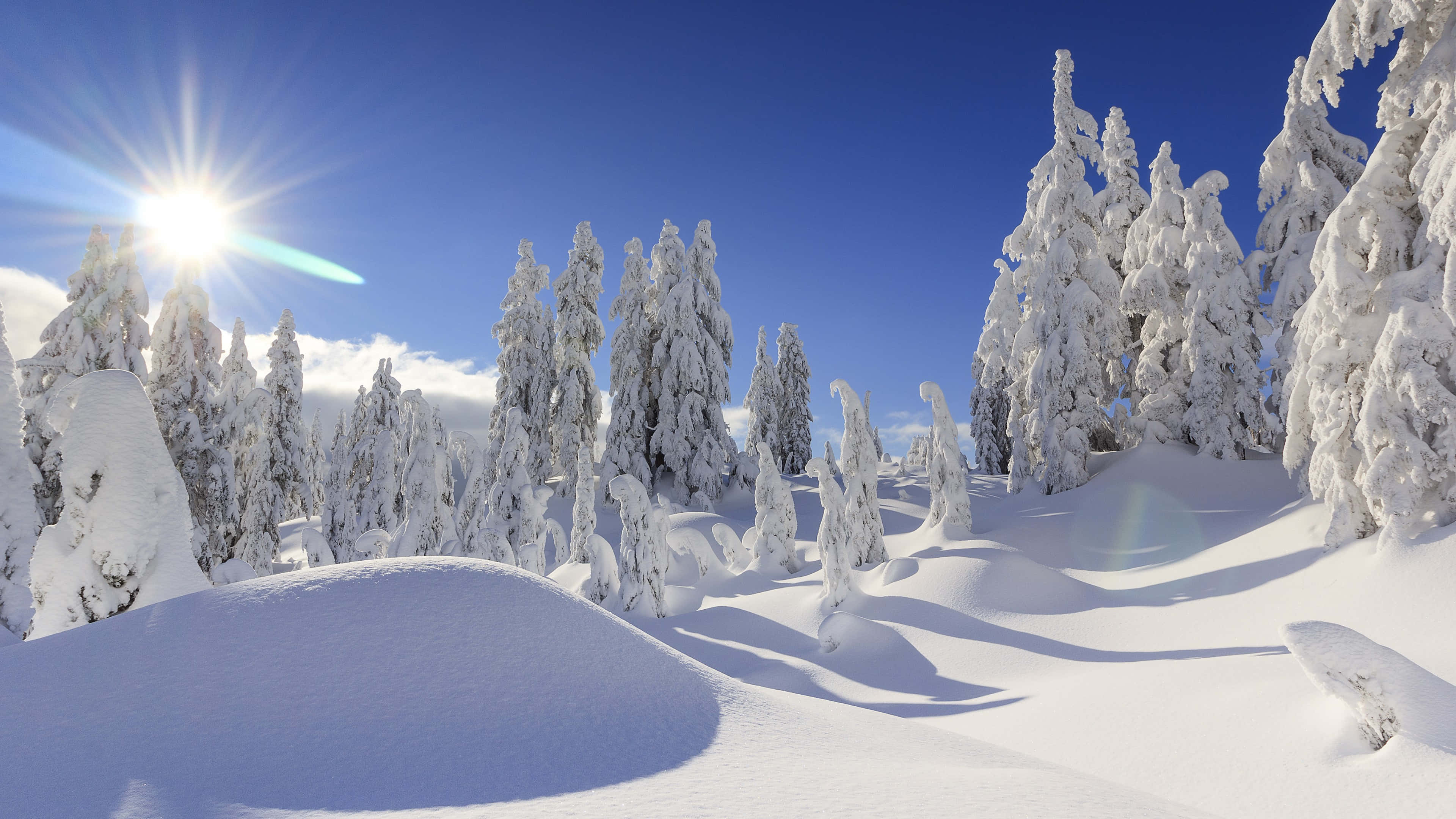 冬季 桌布 壁紙 — 陽光穿透清澈的藍天，照耀在原始冬季森林中積雪的常青樹上。