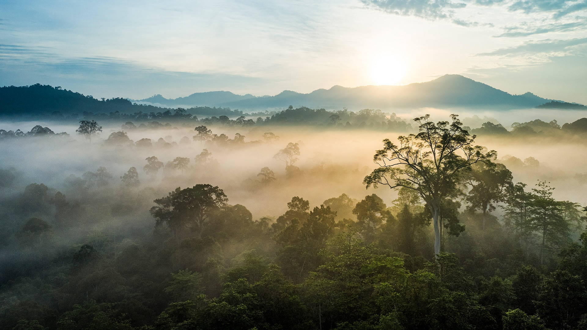 Rainforest 桌布 壁紙 — 陽光穿透濃密叢林樹冠上的薄霧，遠山沐浴在金色的黎明光芒中。