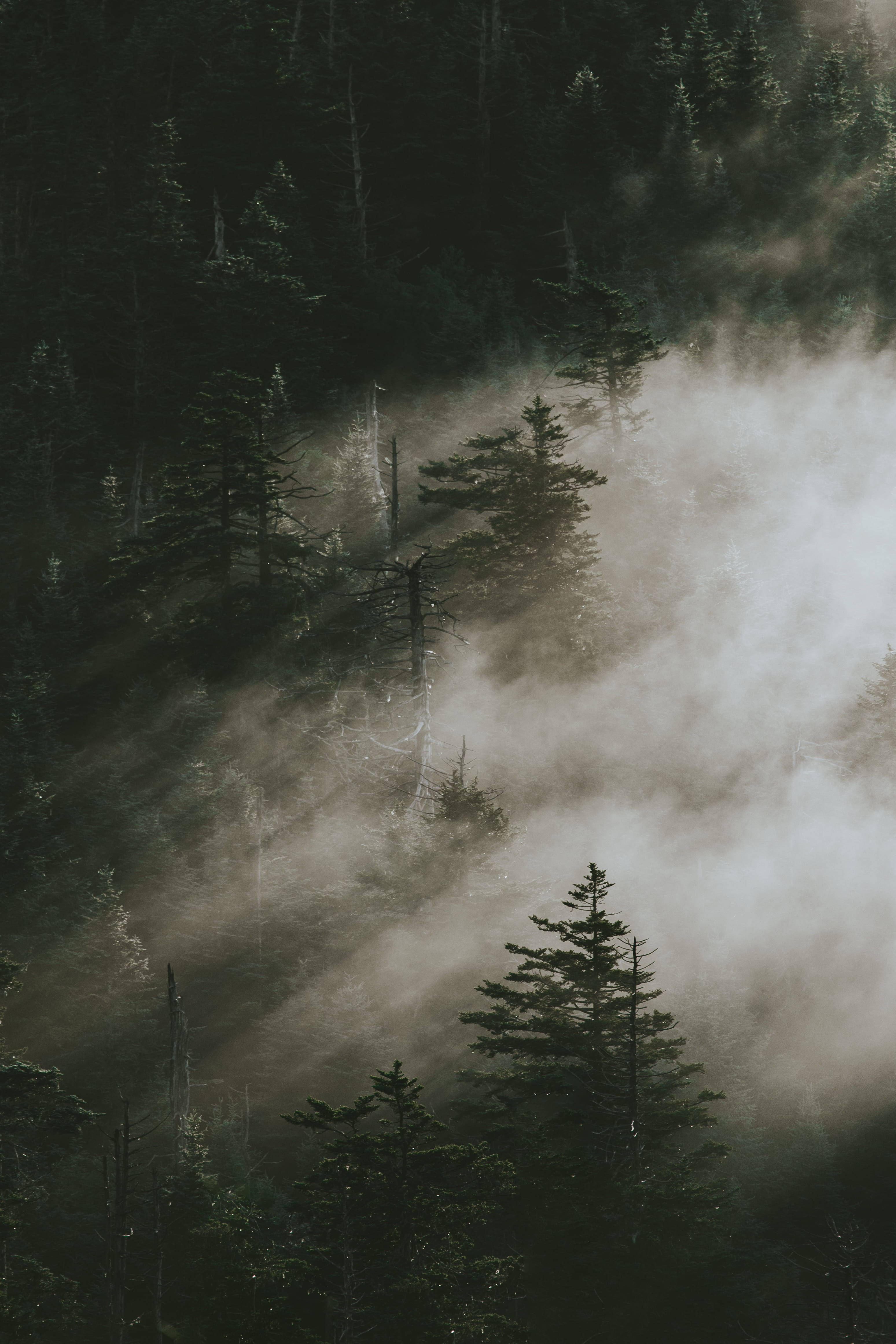 Smoky Mountains 桌布 壁紙 — 陽光穿透濃霧，籠罩著黑暗的松樹林，營造出神秘空靈的氛圍。