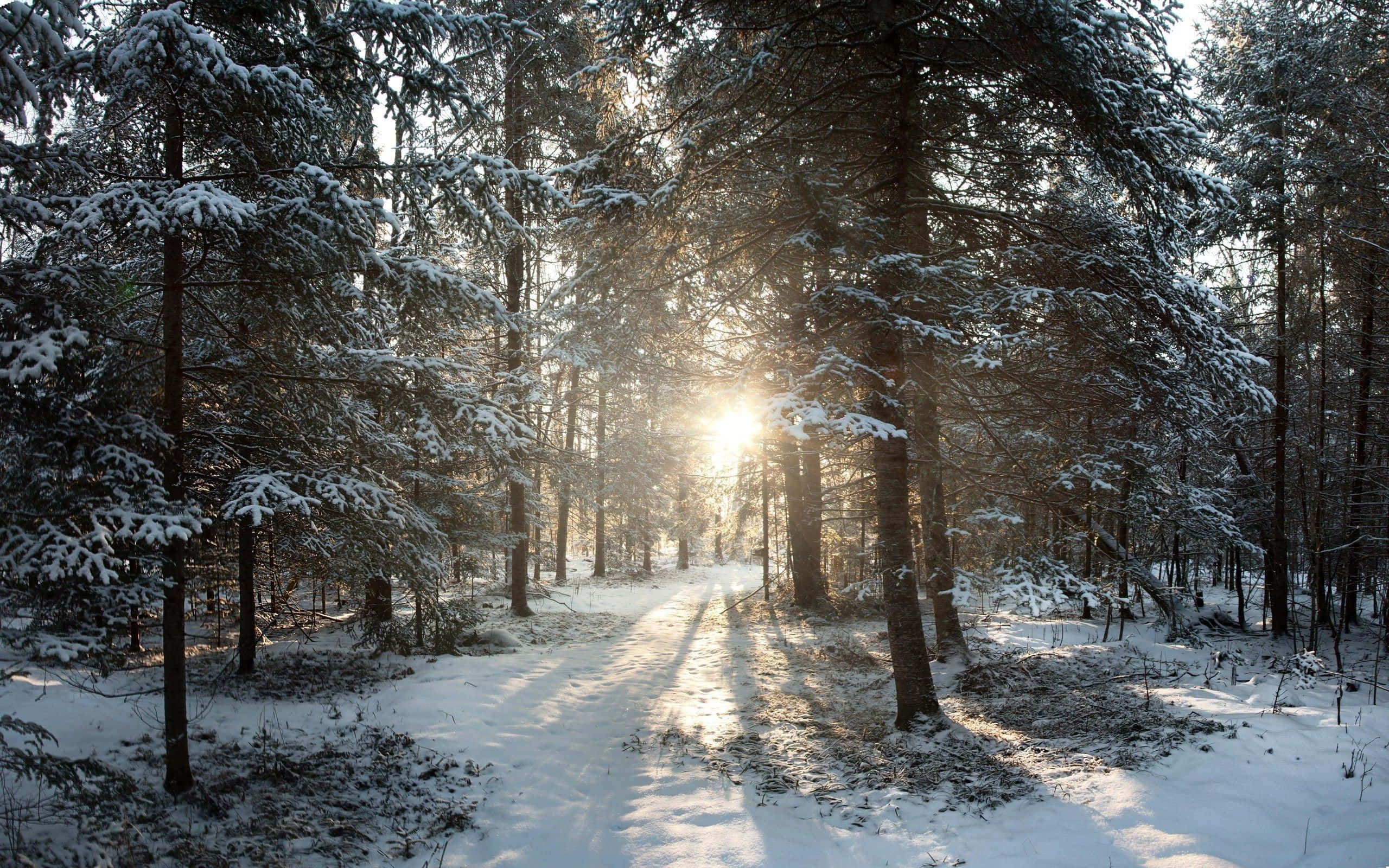 woods 桌布 壁紙 — 陽光穿透灑滿白雪的松樹，在寧靜的冬季森林小徑上投下金色光束。