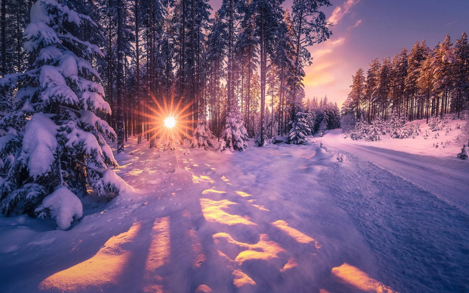 雪 桌布 壁紙 — 陽光穿透白雪覆蓋的松樹林，在紫色天空下，將金色光芒投射在蜿蜒的冬日小徑上。