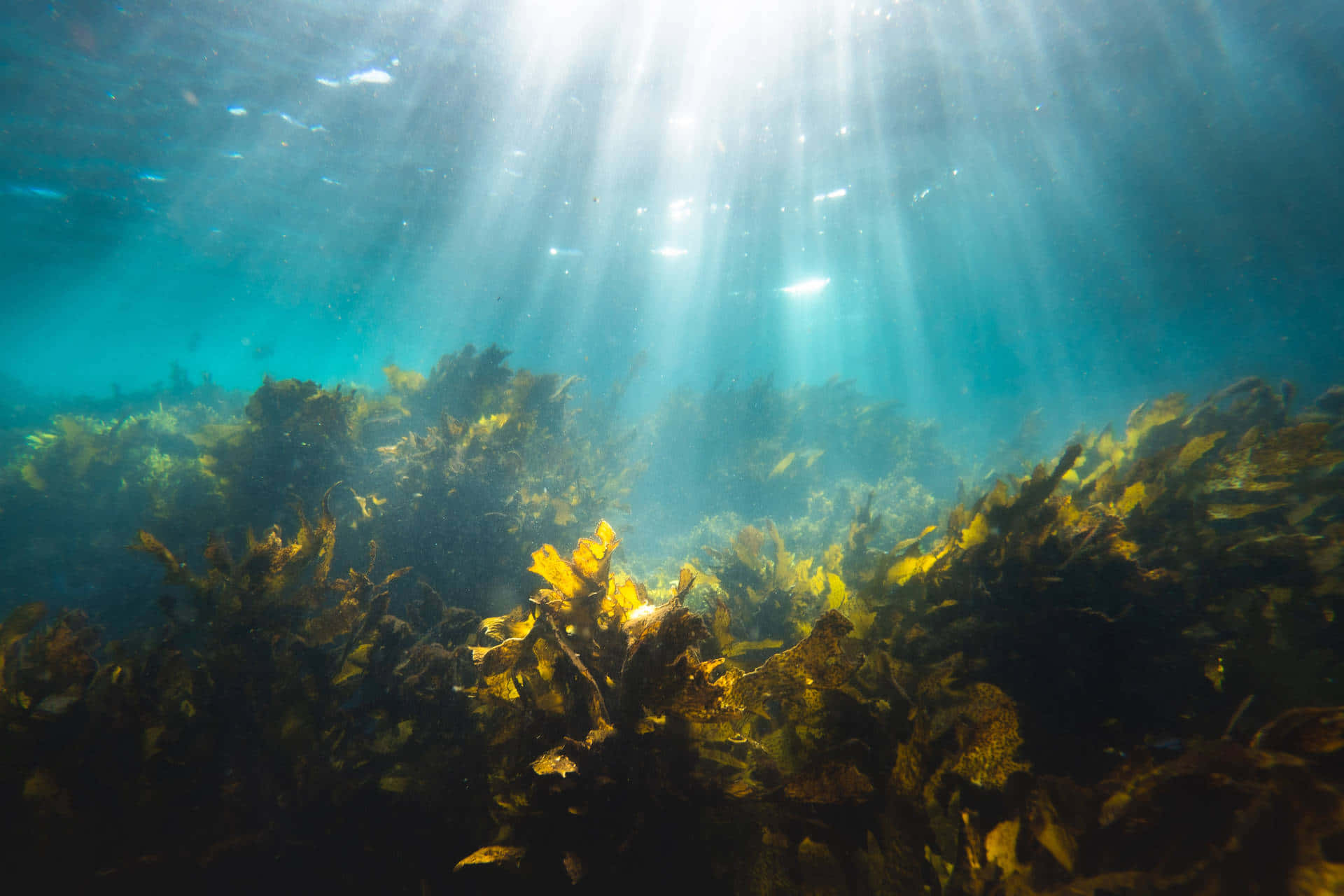 水下動畫 桌布 壁紙 — 陽光穿透碧綠海水，照亮下方茂密的金棕色海藻林。