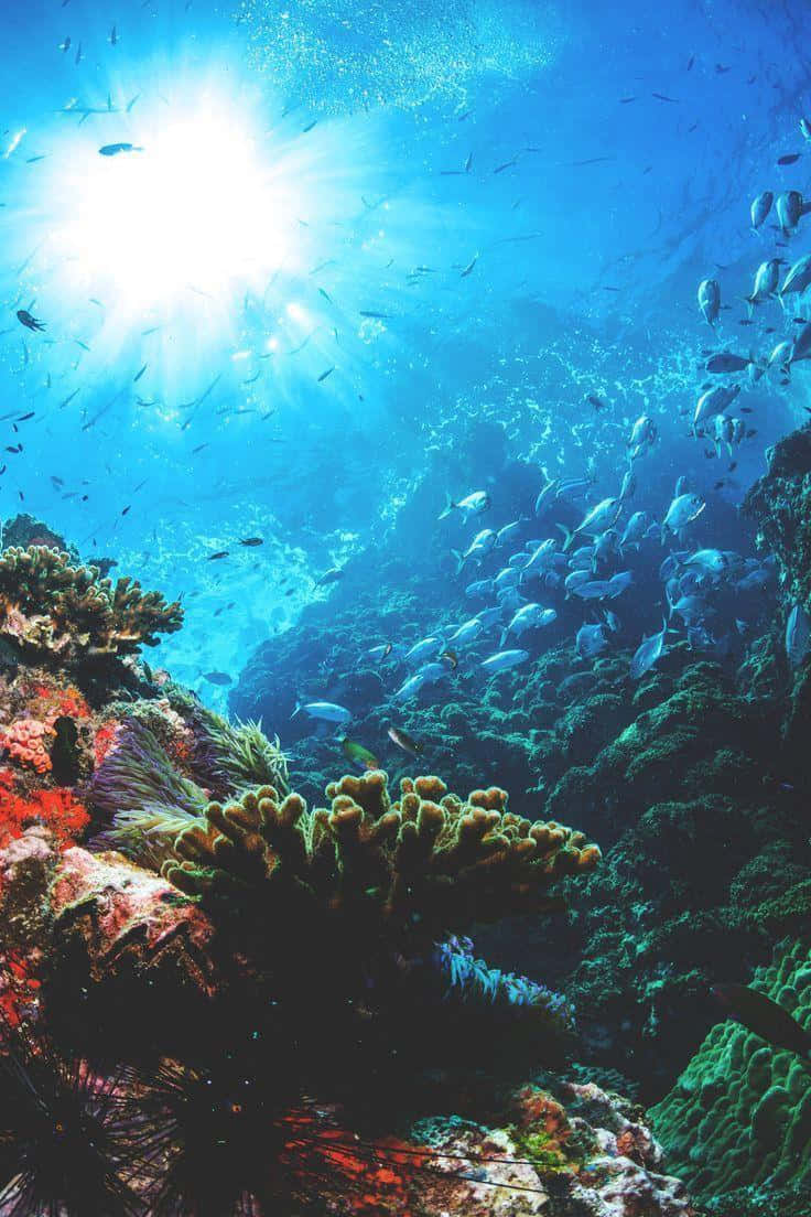 海洋 桌布 壁紙 — 陽光穿透碧綠的海洋，照射在充滿魚群的生機勃勃珊瑚礁之上。