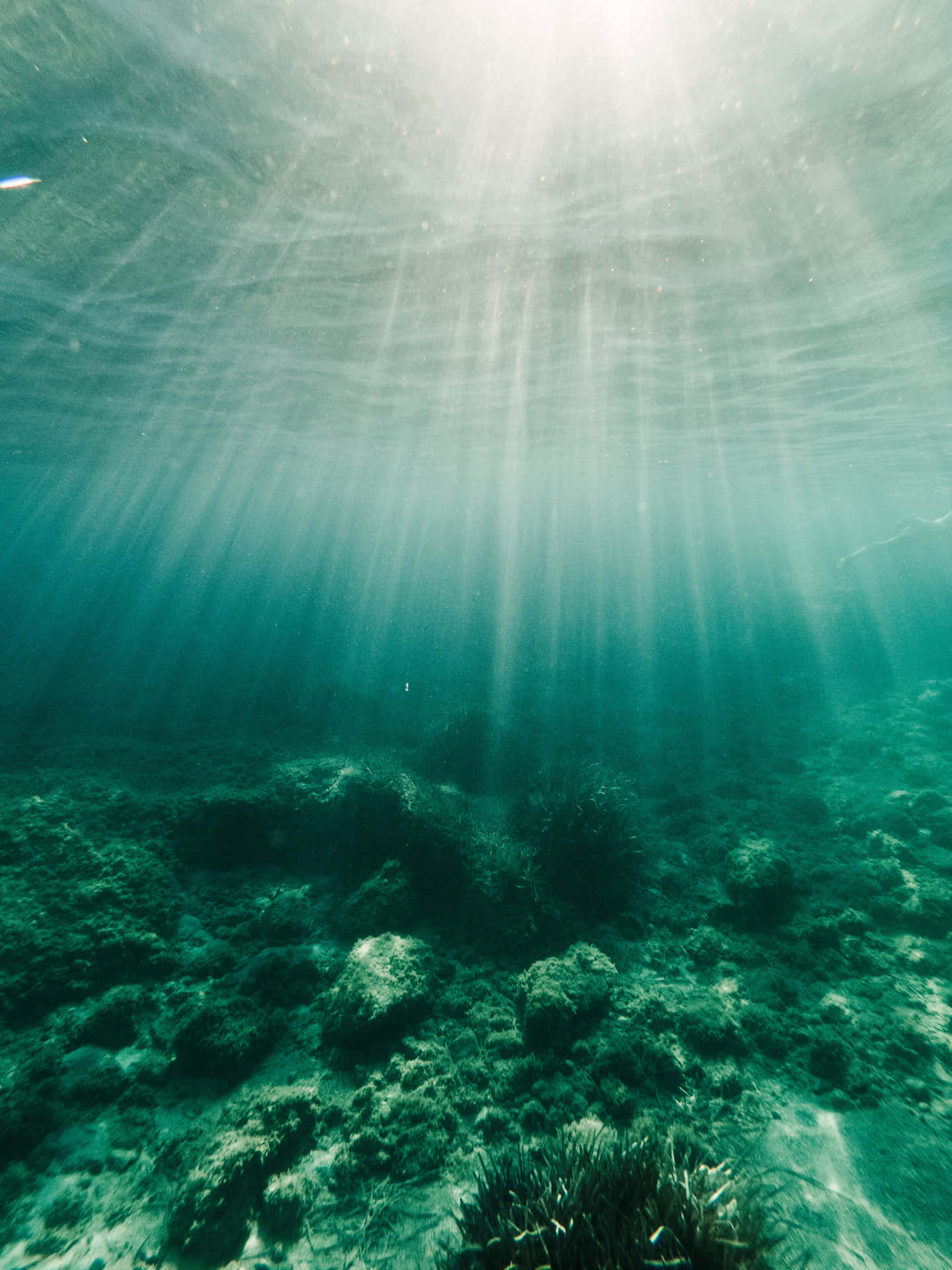 水下動畫 桌布 壁紙 — 陽光穿透碧藍的海面，照亮了岩石海底，有搖曳的珊瑚和漂浮的微粒。