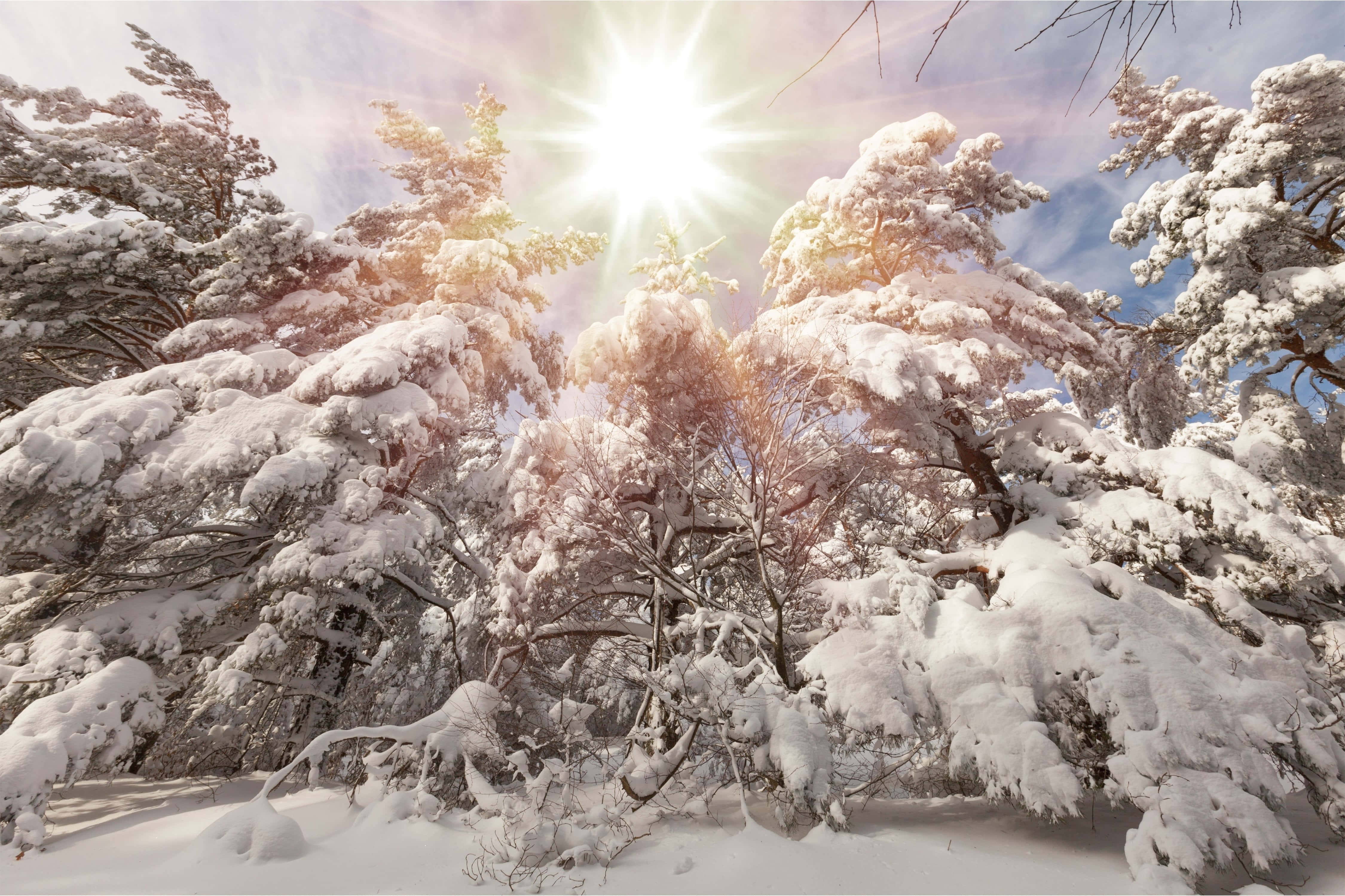 winter solstice 桌布 壁紙 — 陽光穿透積雪的常綠樹枝，在純淨的冬日森林中灑下金色光芒。